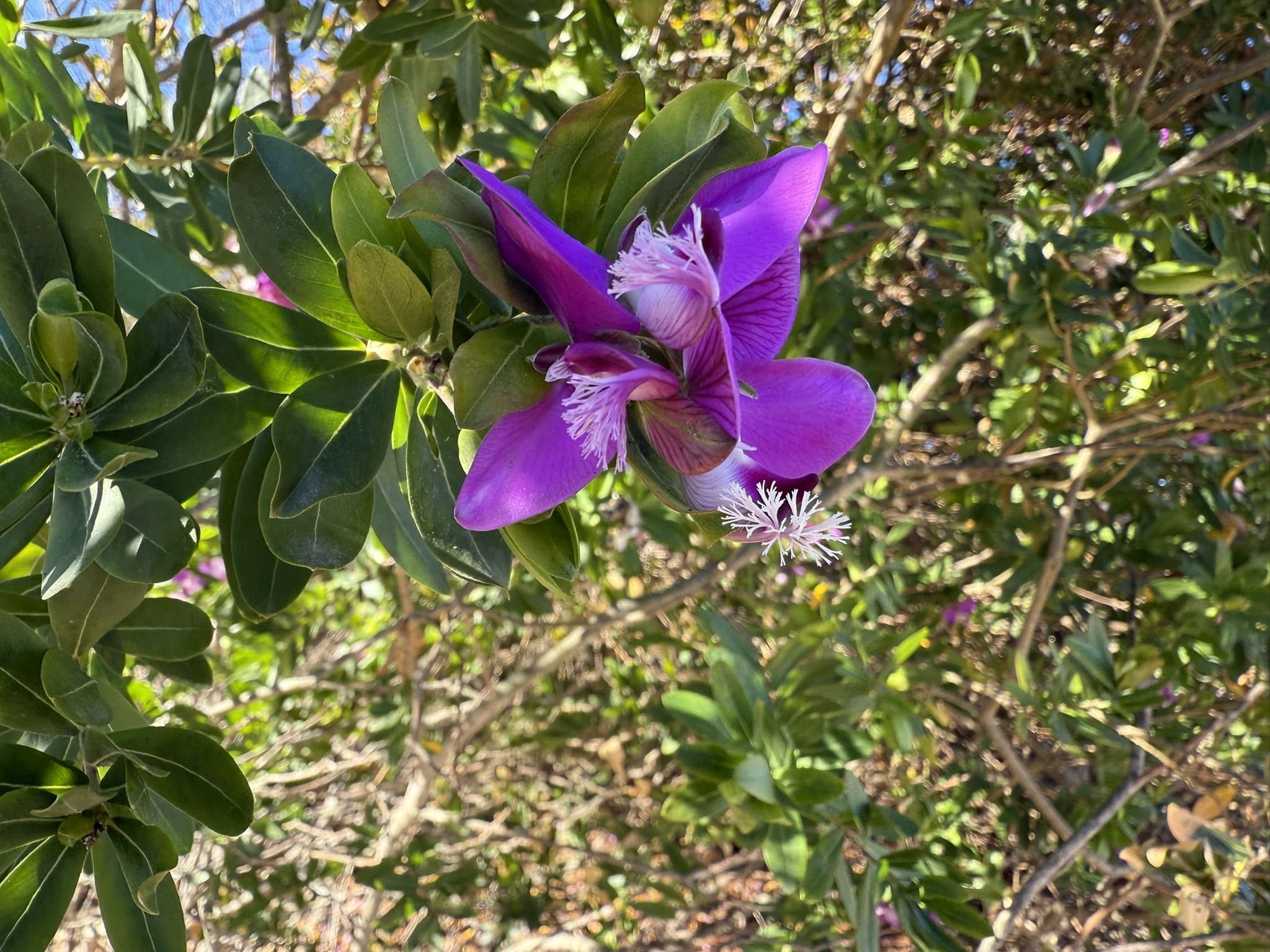 Monterey Bay Coastal Trail