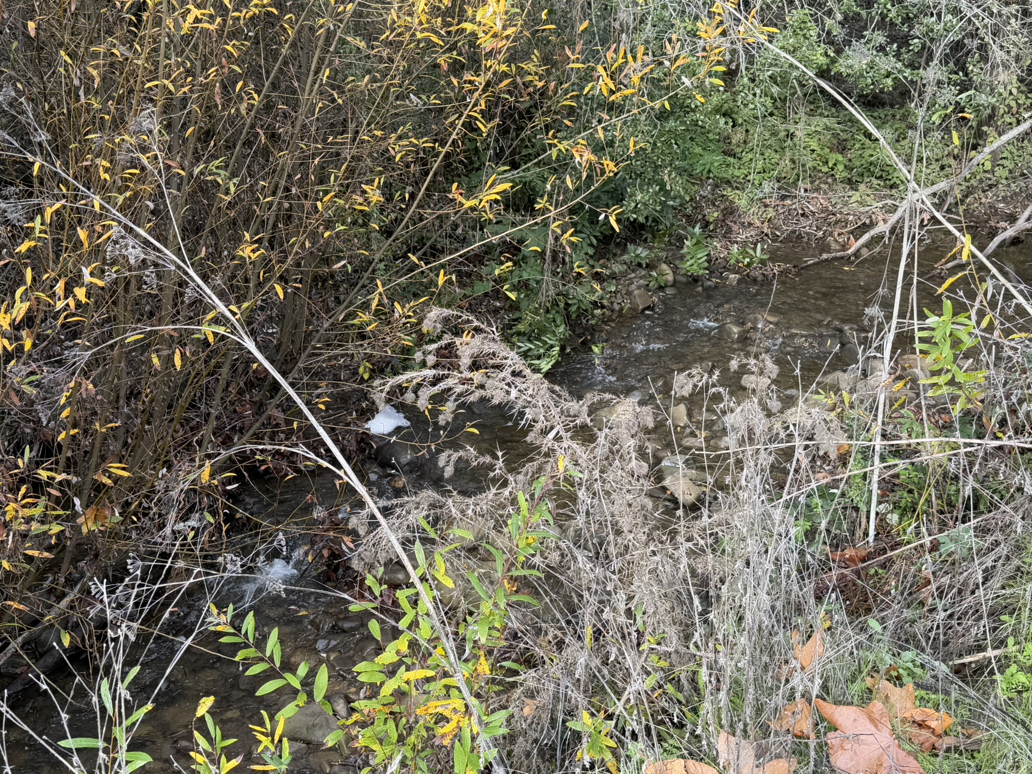 上涨的溪水