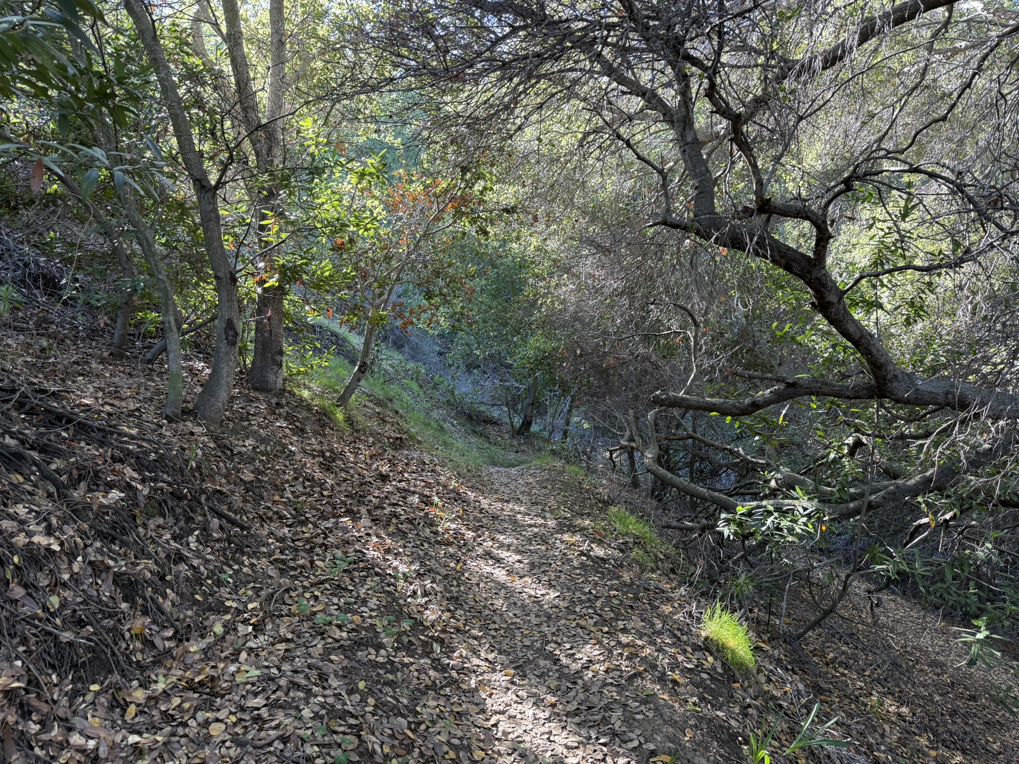 Bull Valley Trail