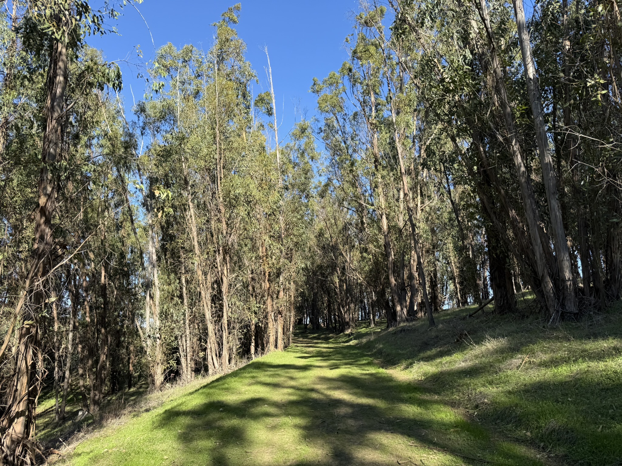 Carquinez Overlook Loop Trail