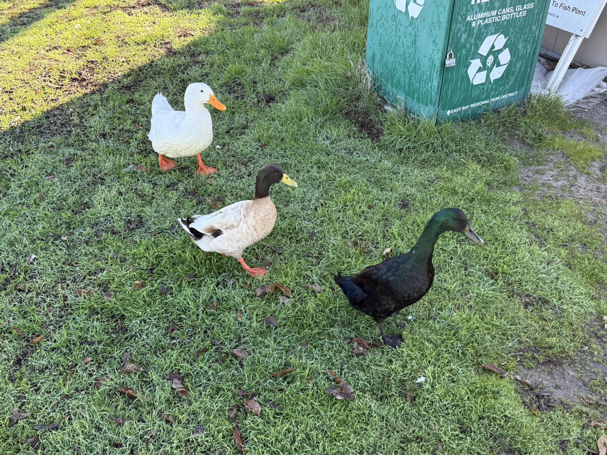 这三个品种从左到右分别是，American Pekin Duck，Khaki Campbell Duck，Cayuga Duck，不知道这三个不同的品种是怎么走到一起的