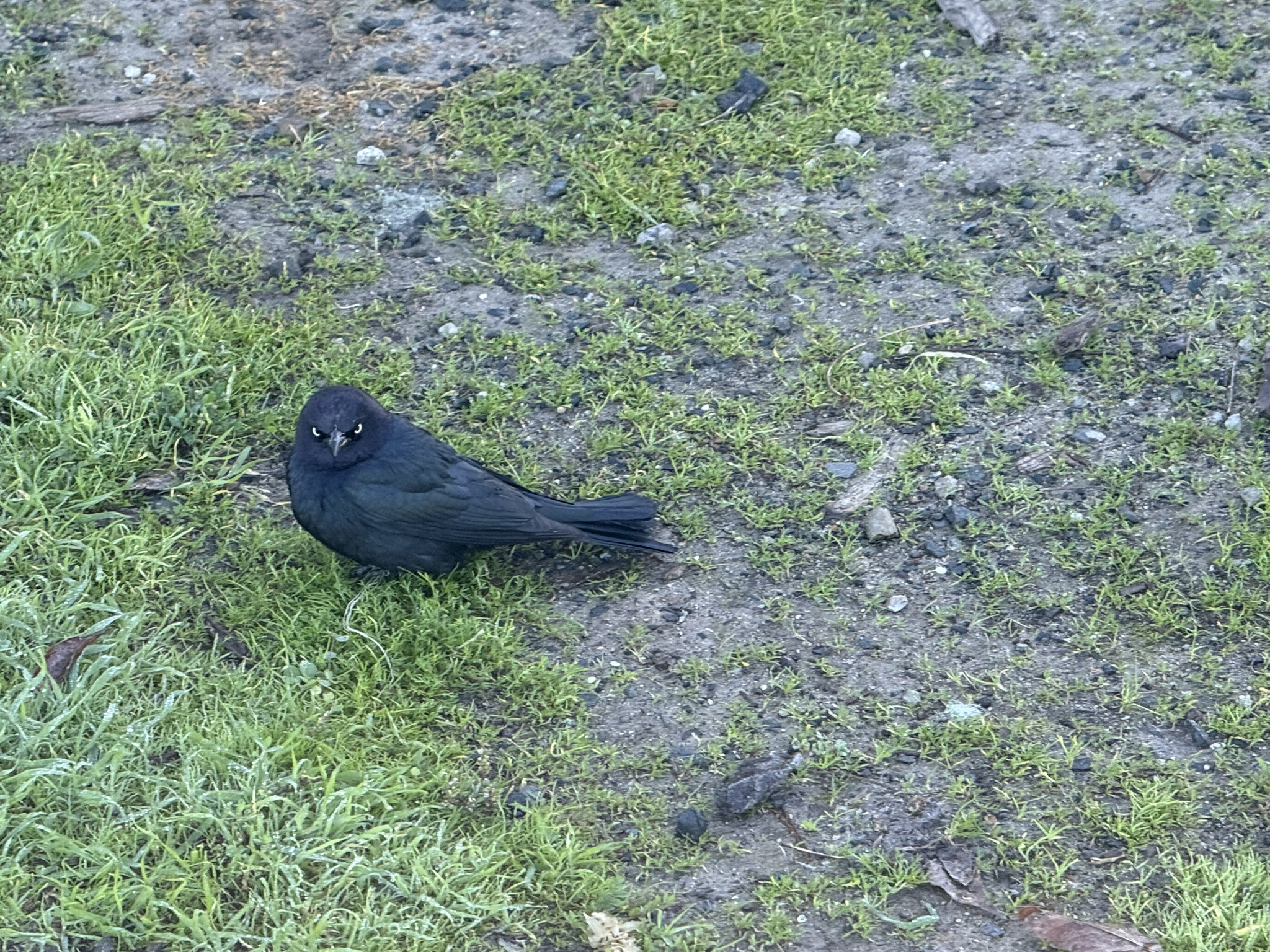 Brewer’s Blackbird