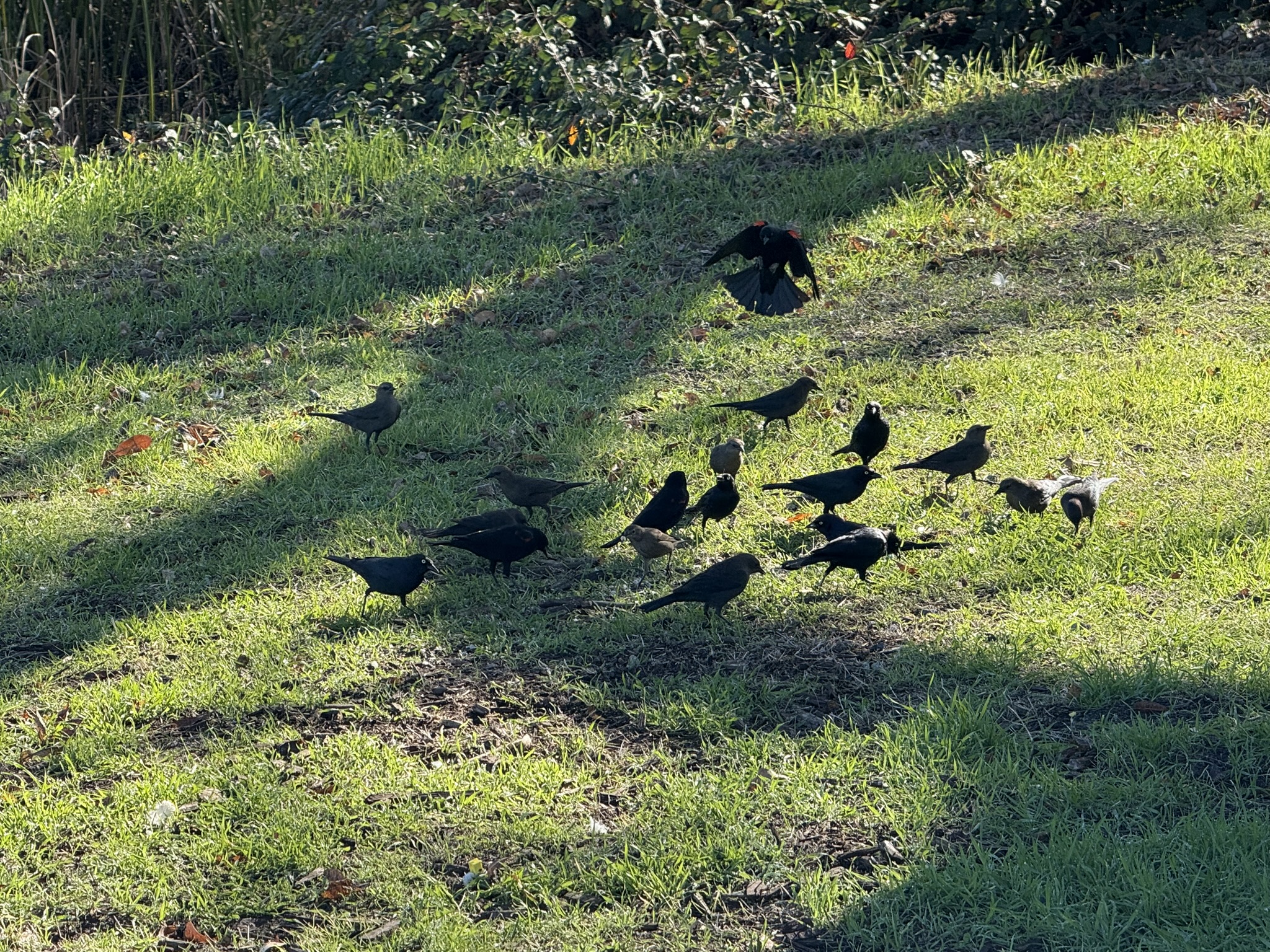 Red-Winged Blackbird