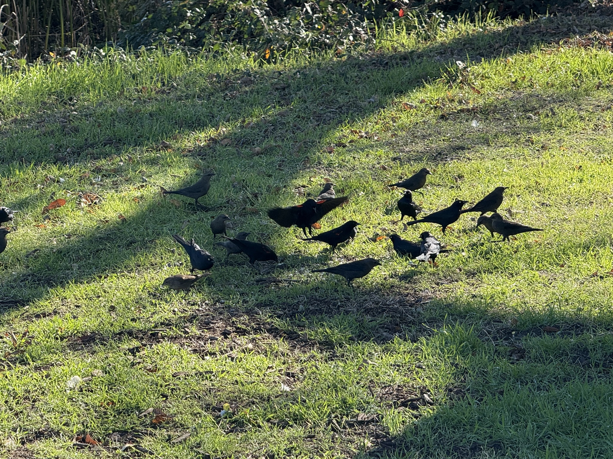 Red-Winged Blackbird