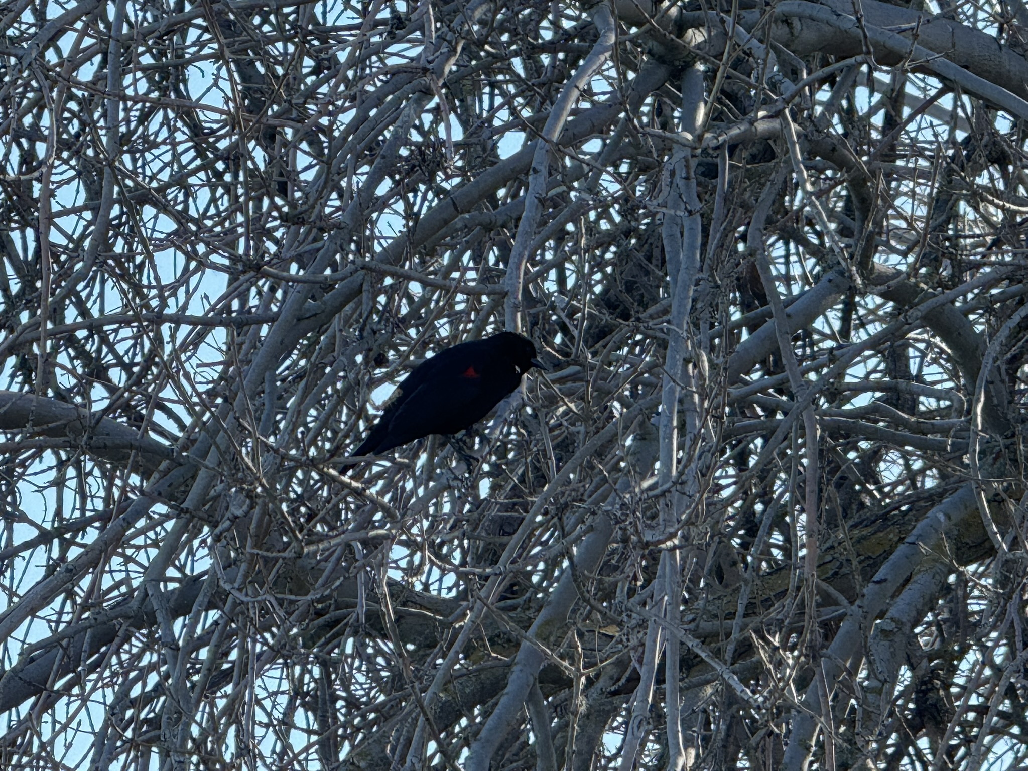 Red-Winged Blackbird