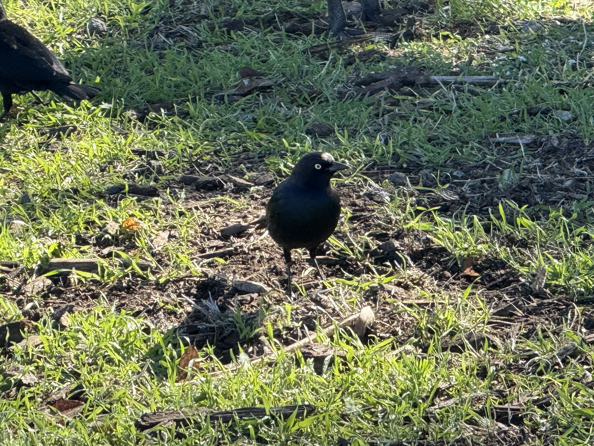 Brewer’s Blackbird