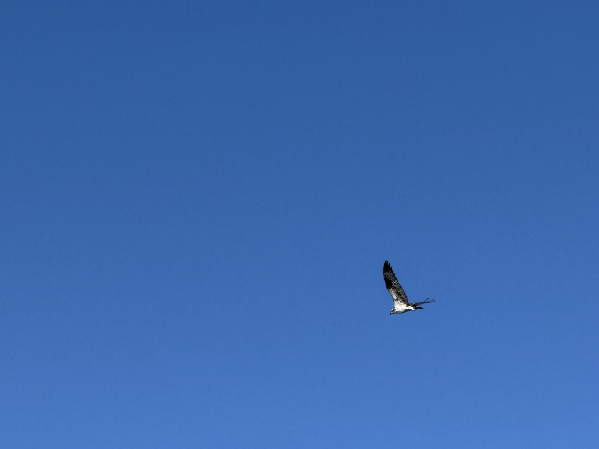 Osprey