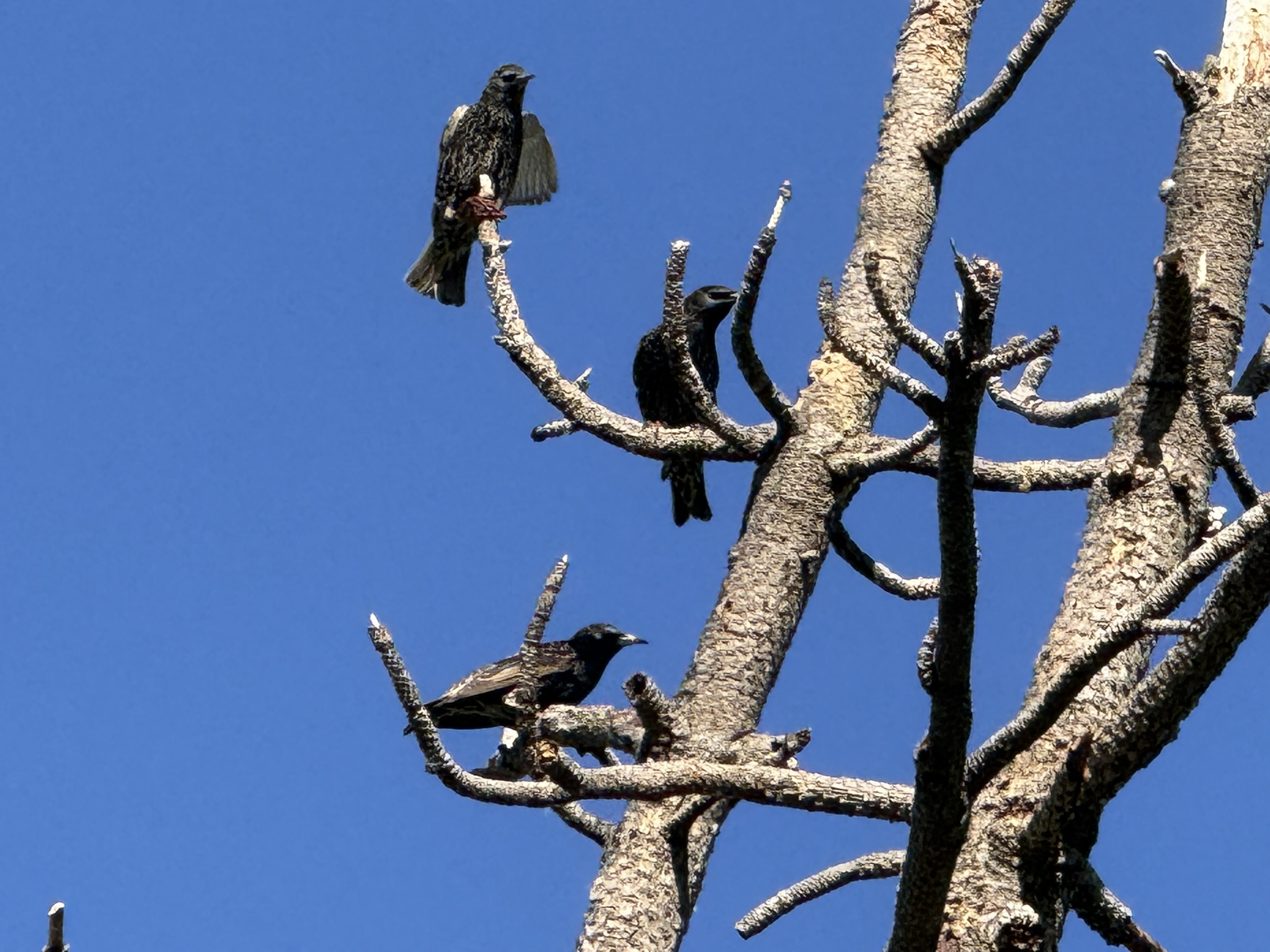 European Starling