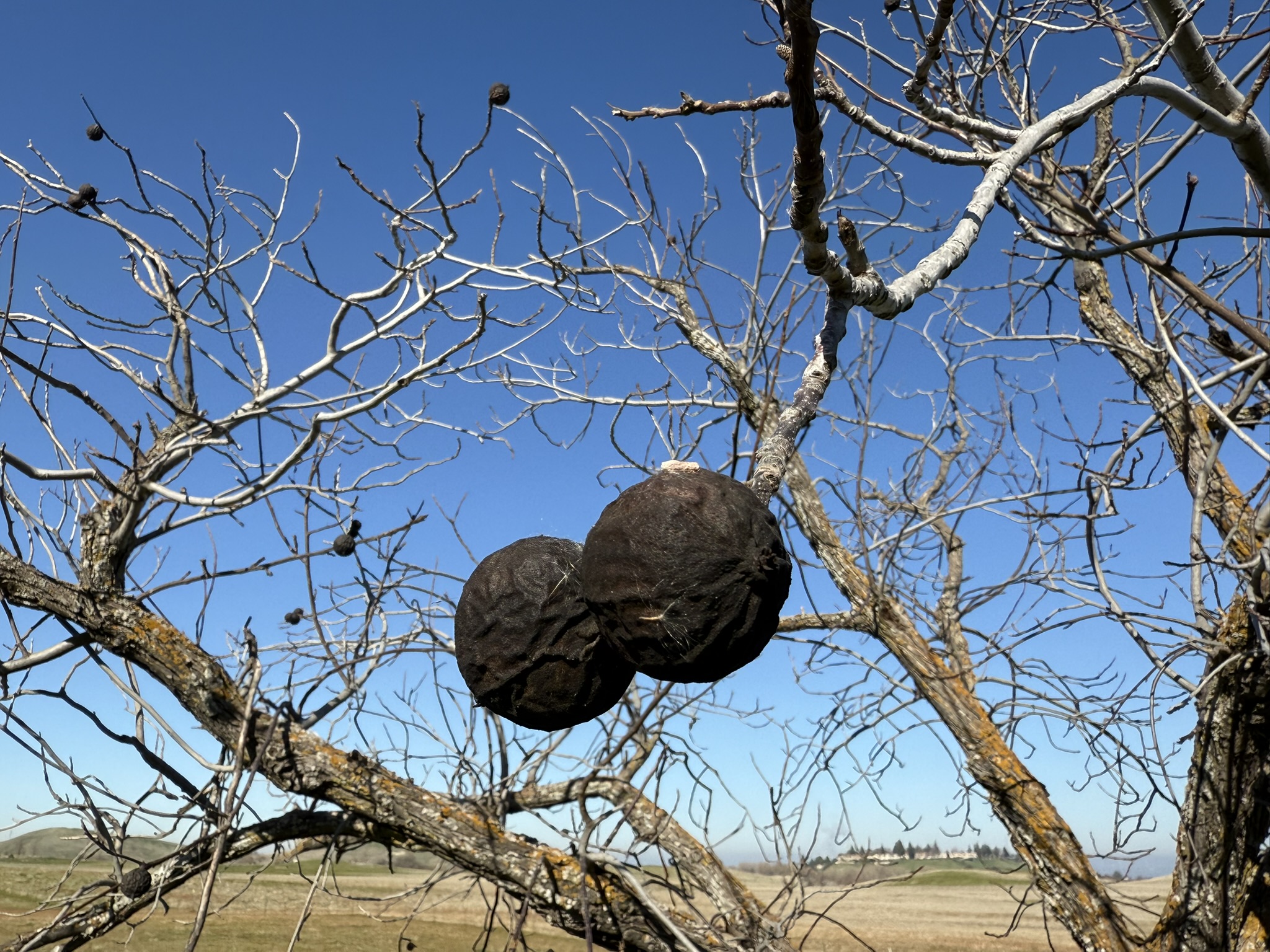 Black Walnuts 黑核桃