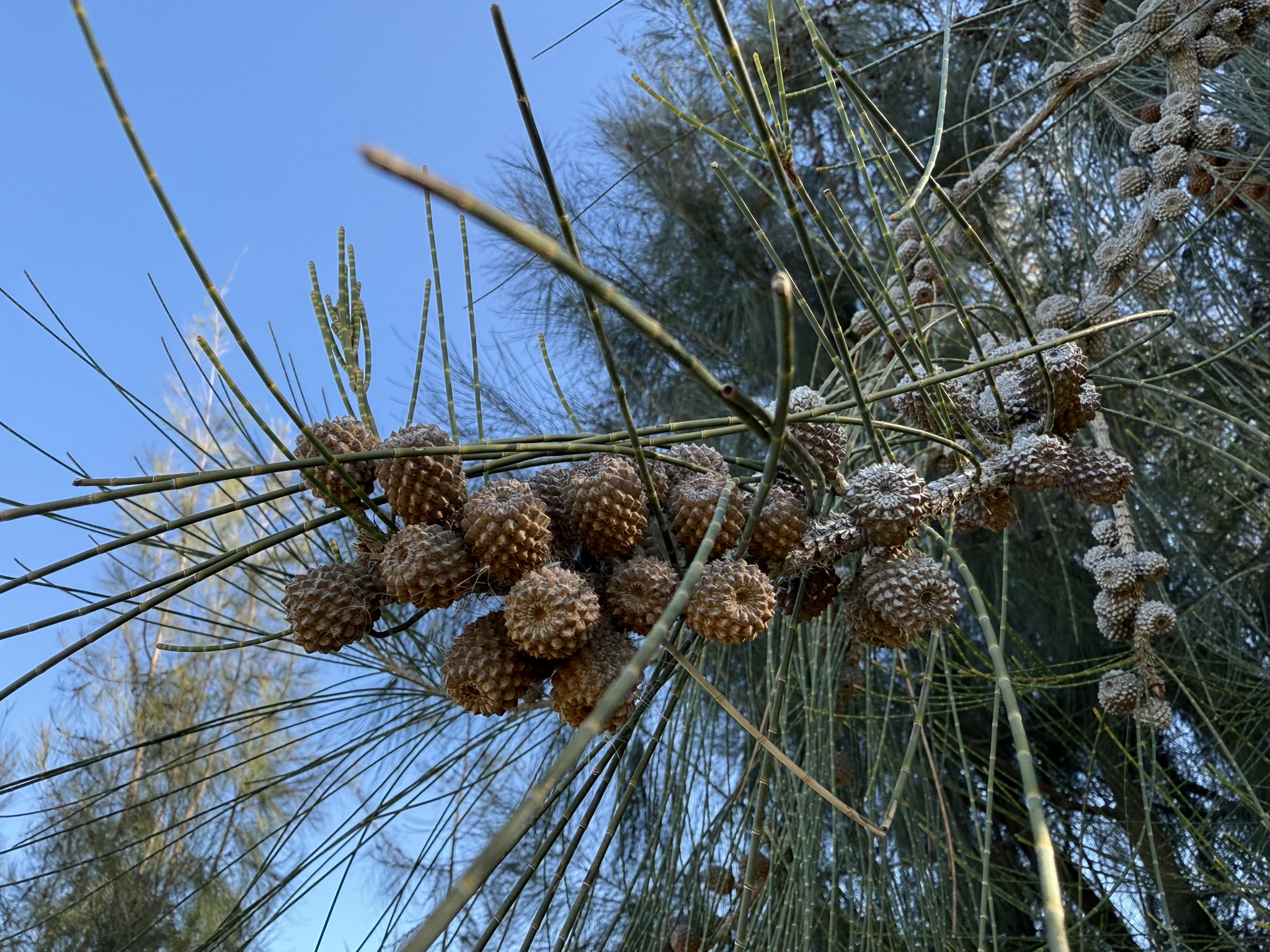 Swamp Sheoak