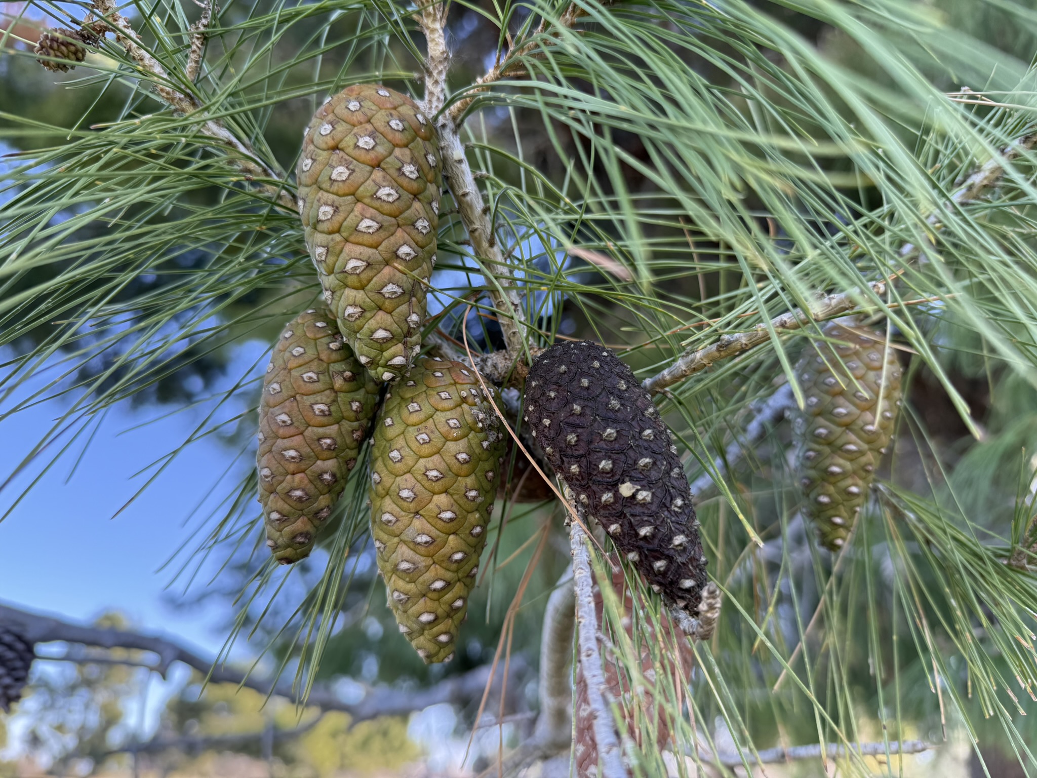 Canary Island Pine