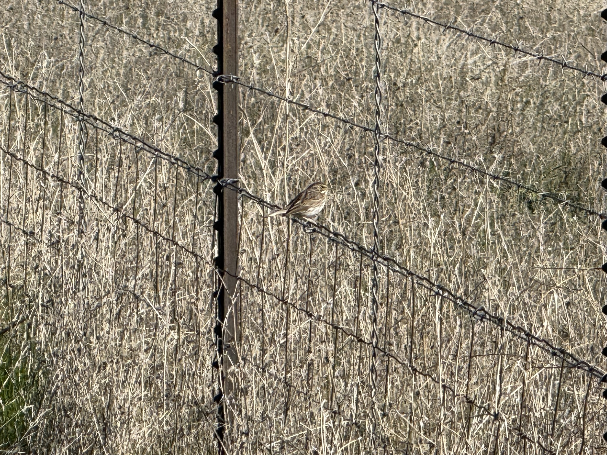 Savannah Sparrow