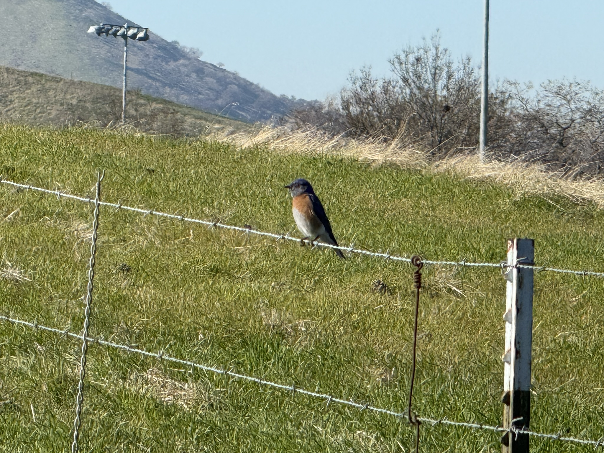 Eastern Bluebird