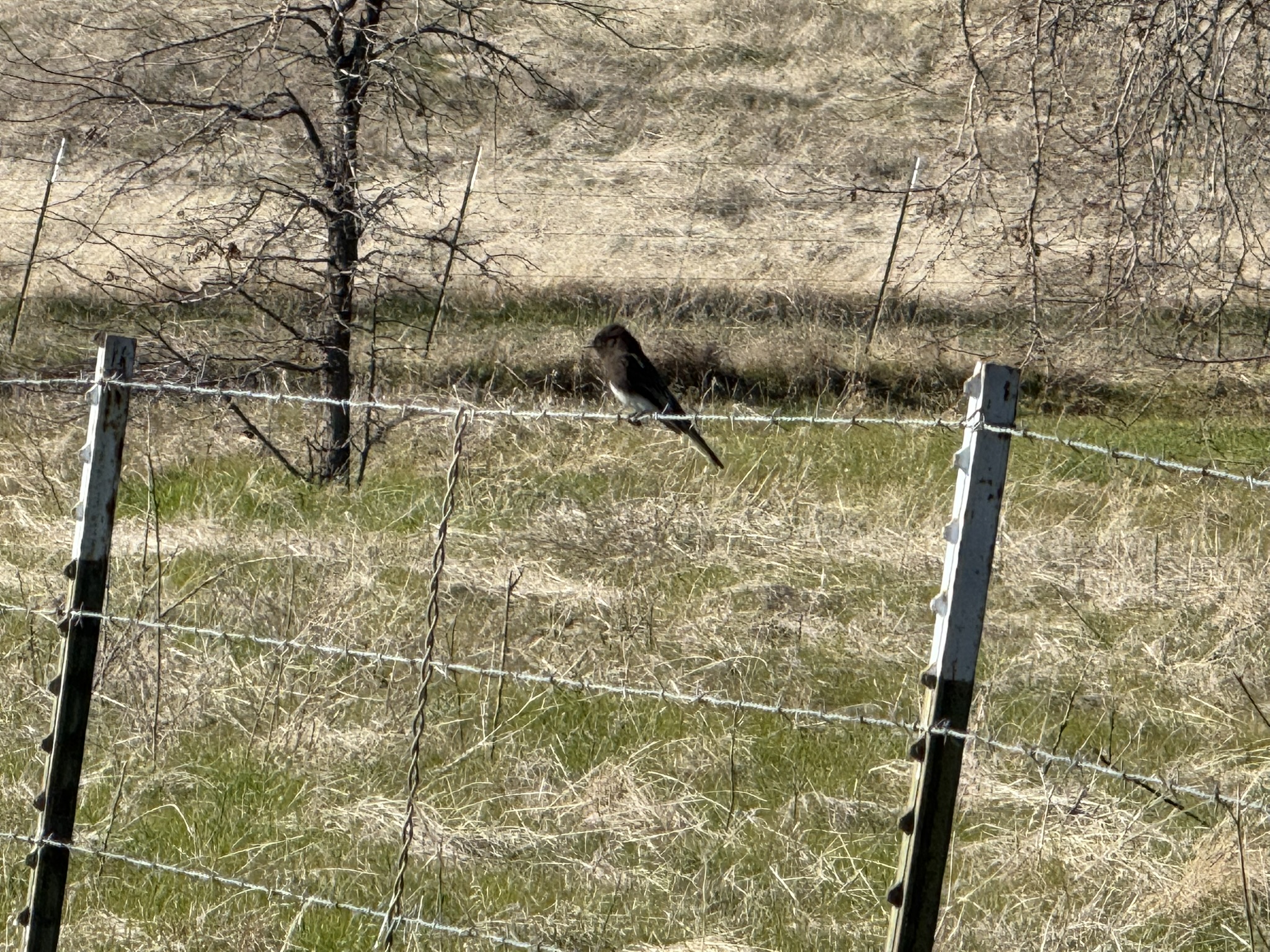 Black Phoebe