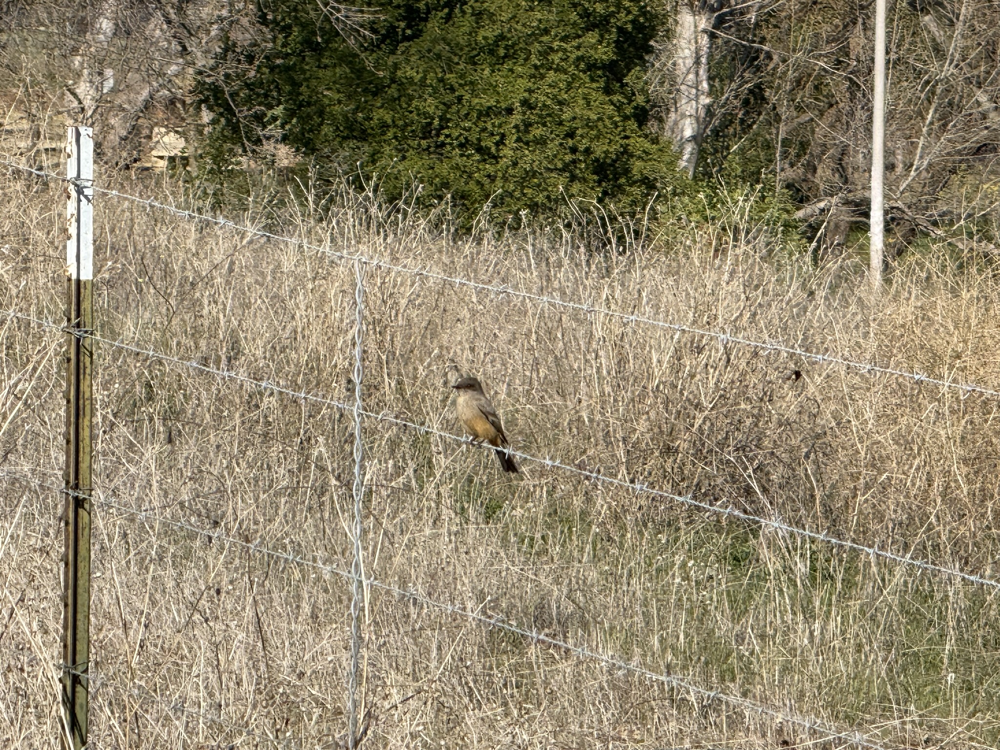 Say’s Phoebe