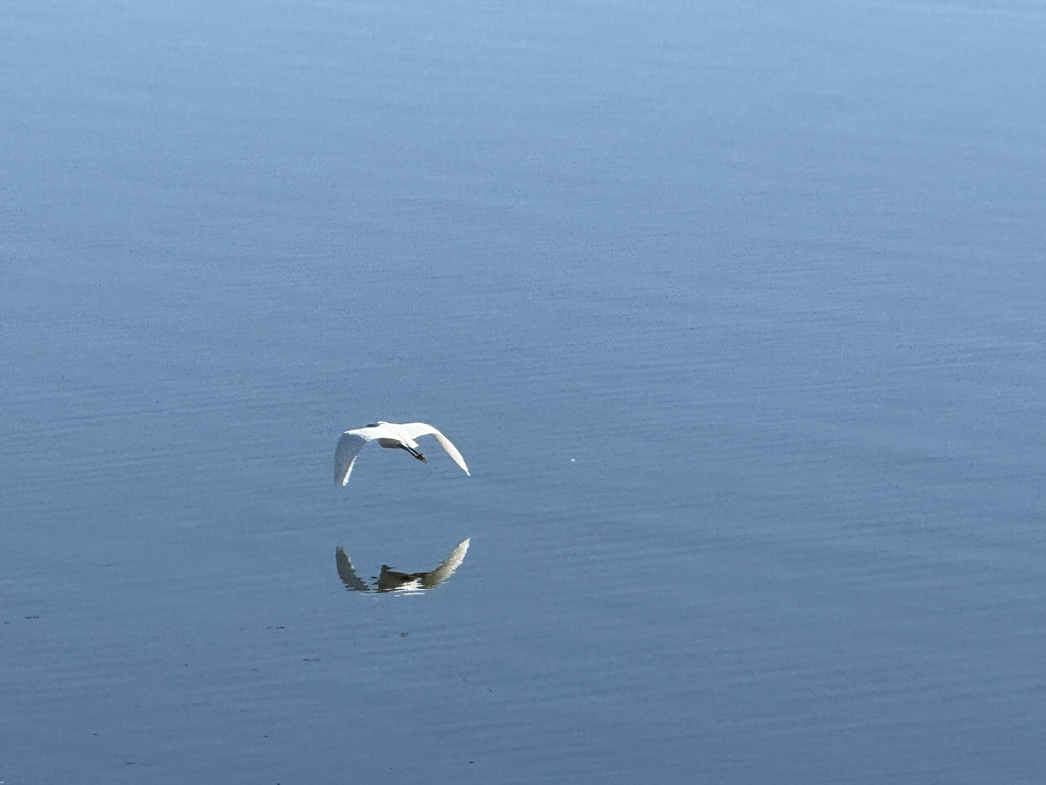 Little Egret