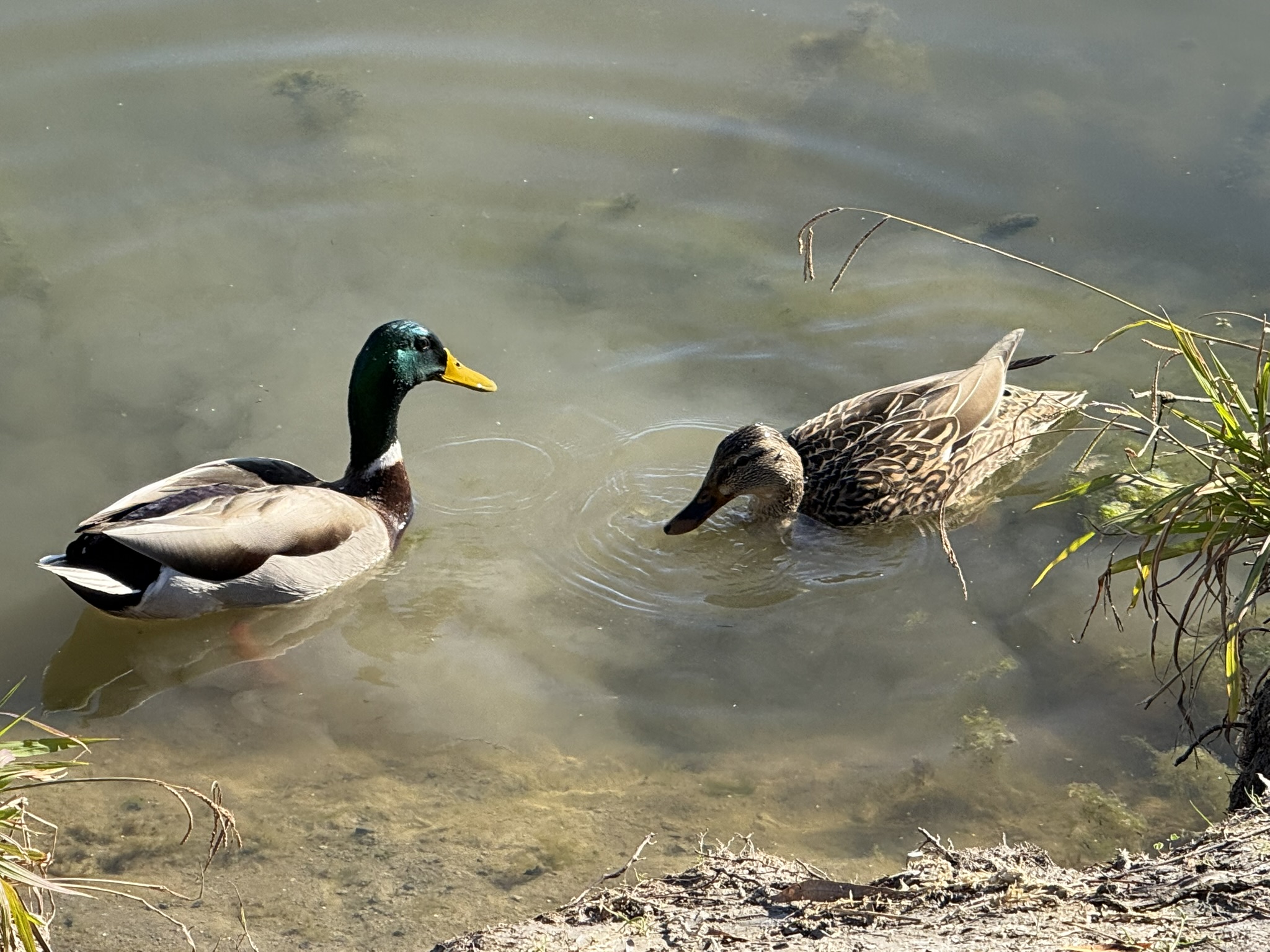 Mallard