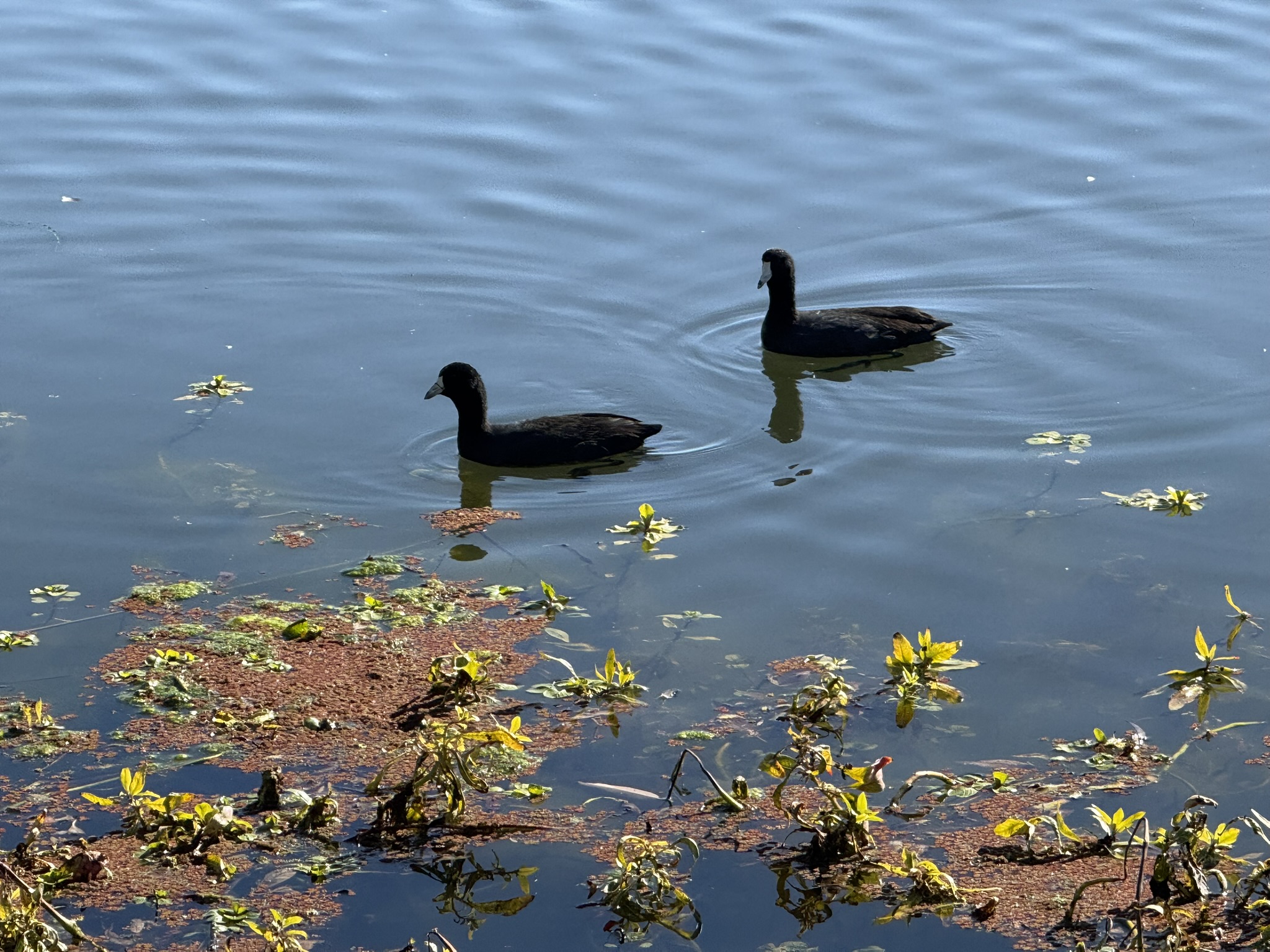 American Coot