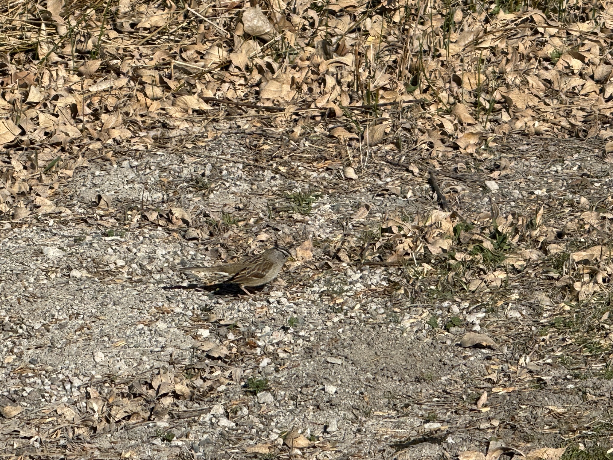 White-Crowned Sparrow