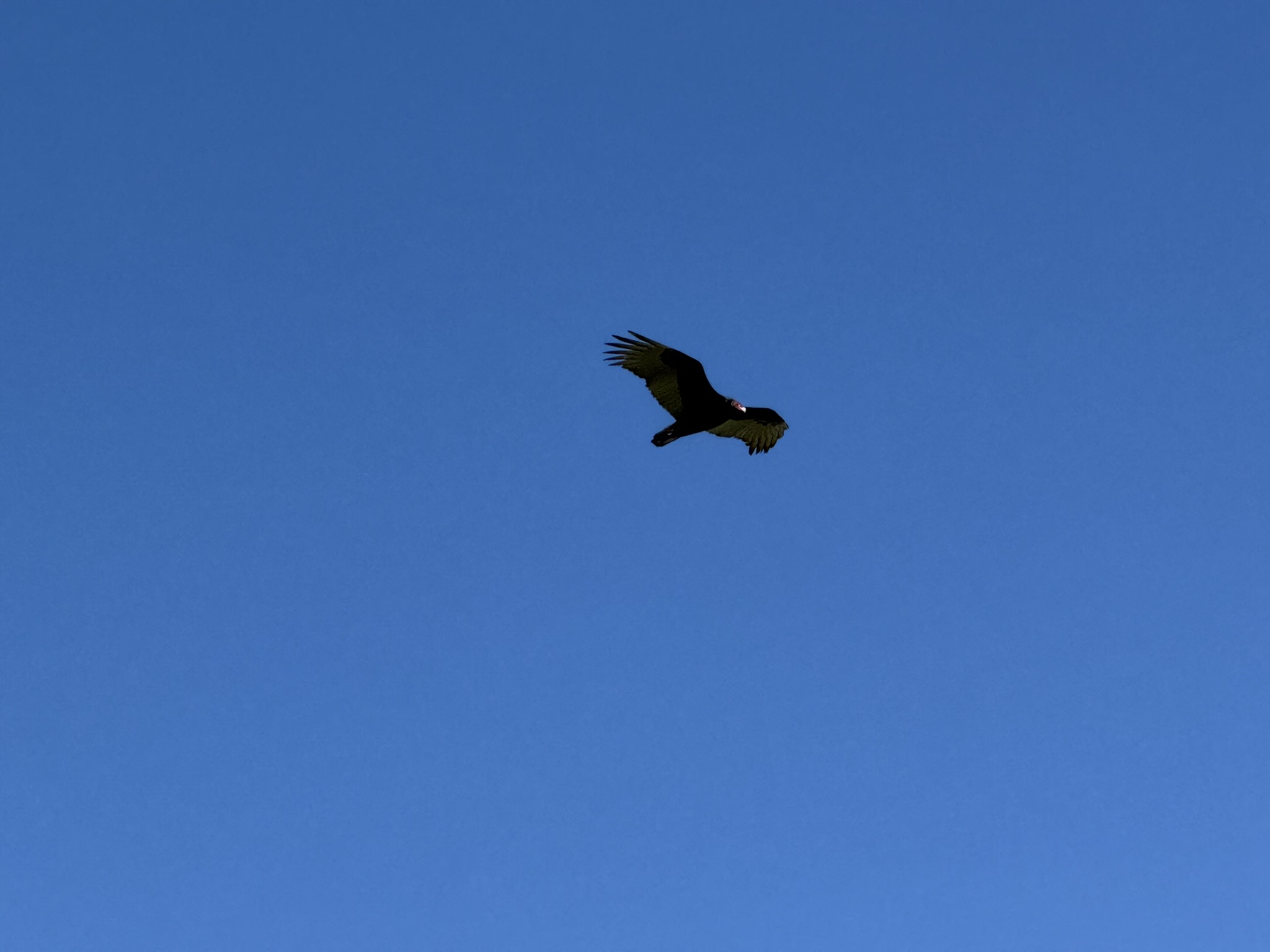 Turkey Vulture