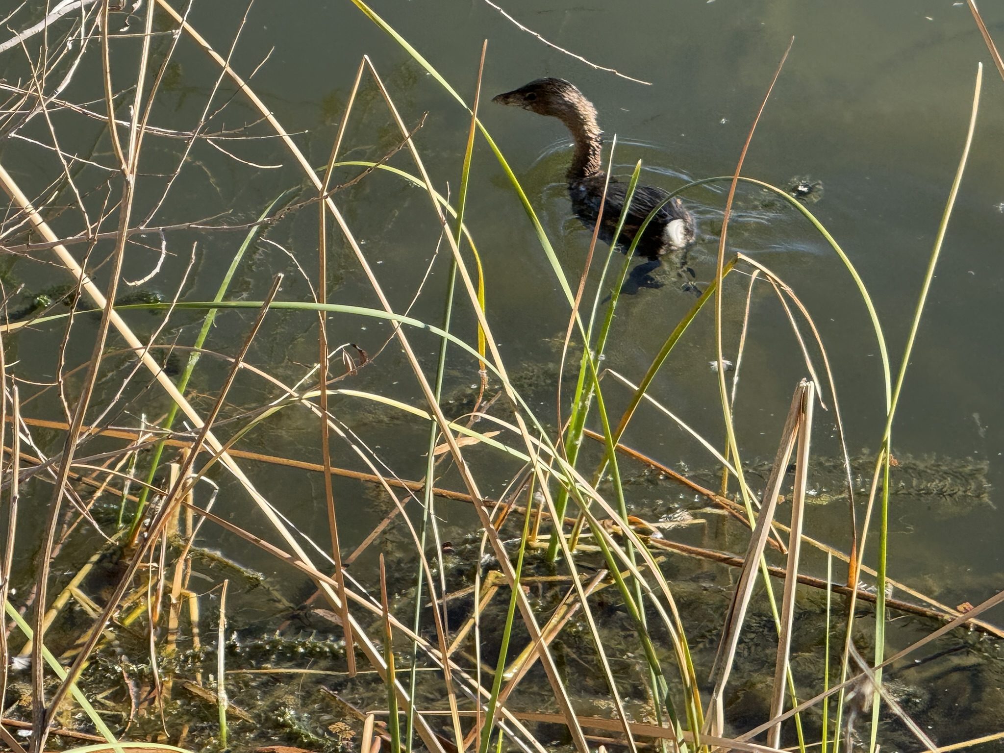 Pied-Billed Grebe