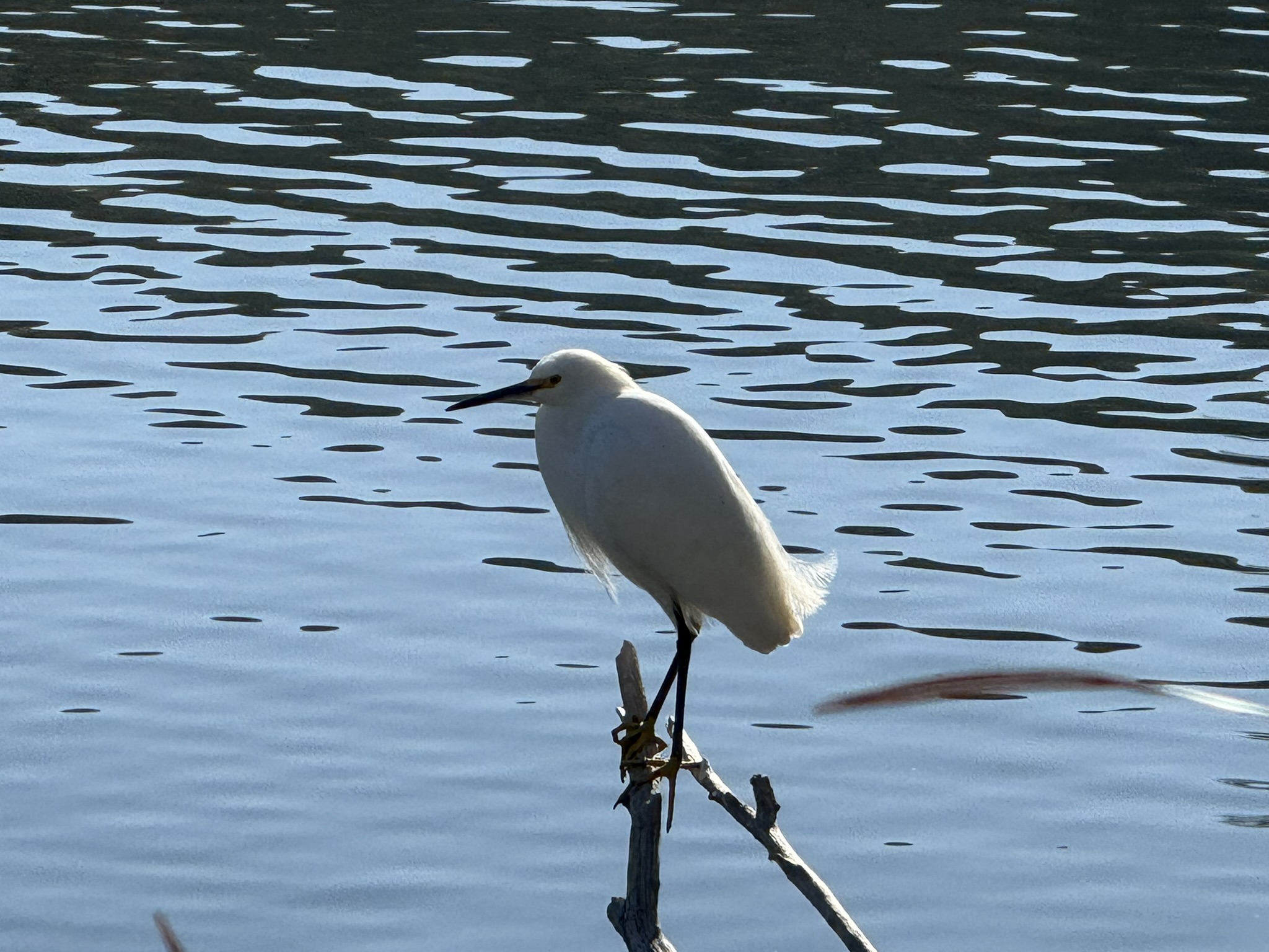 Little Egret