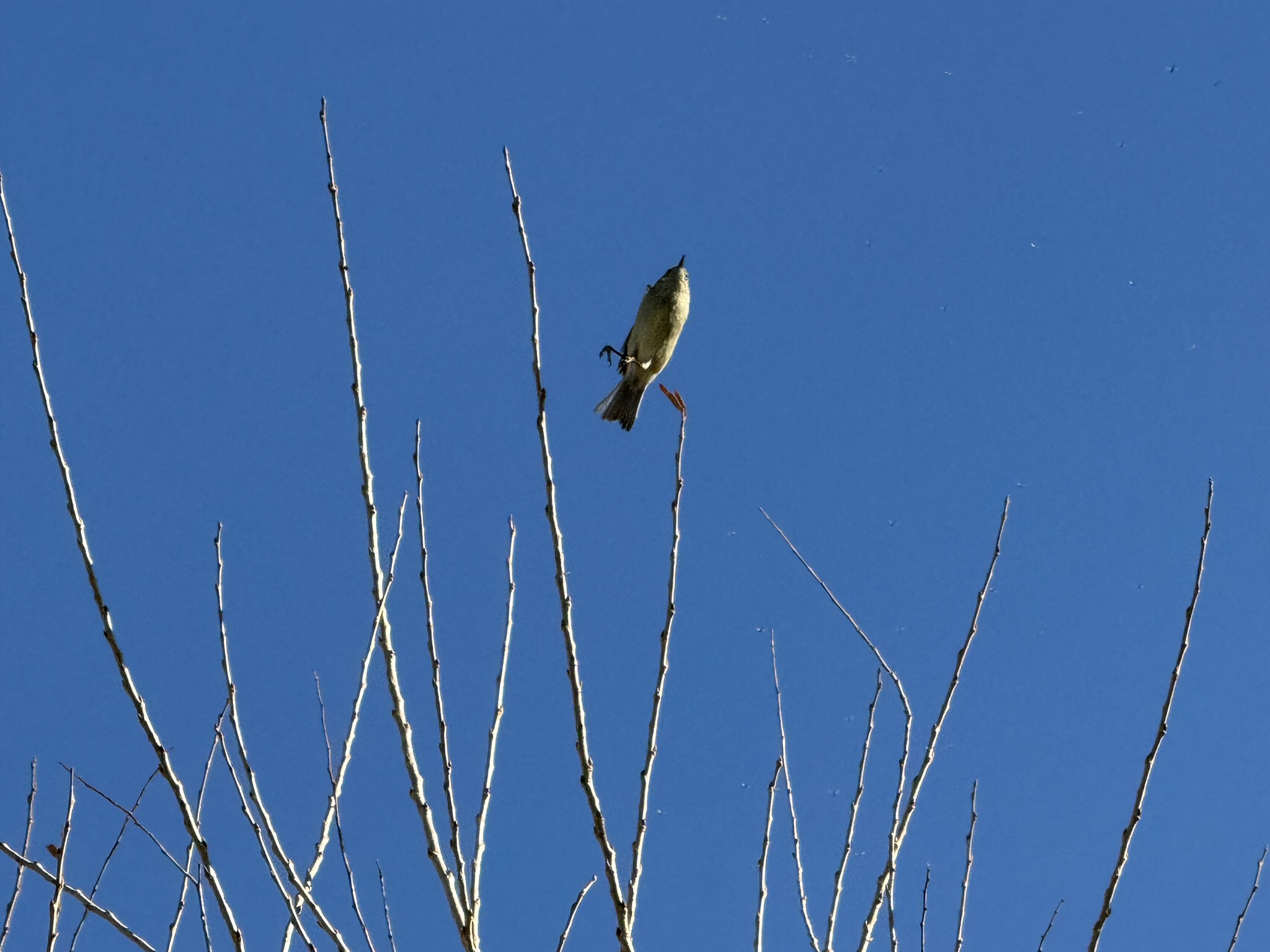 Ruby-Crowned Kinglet