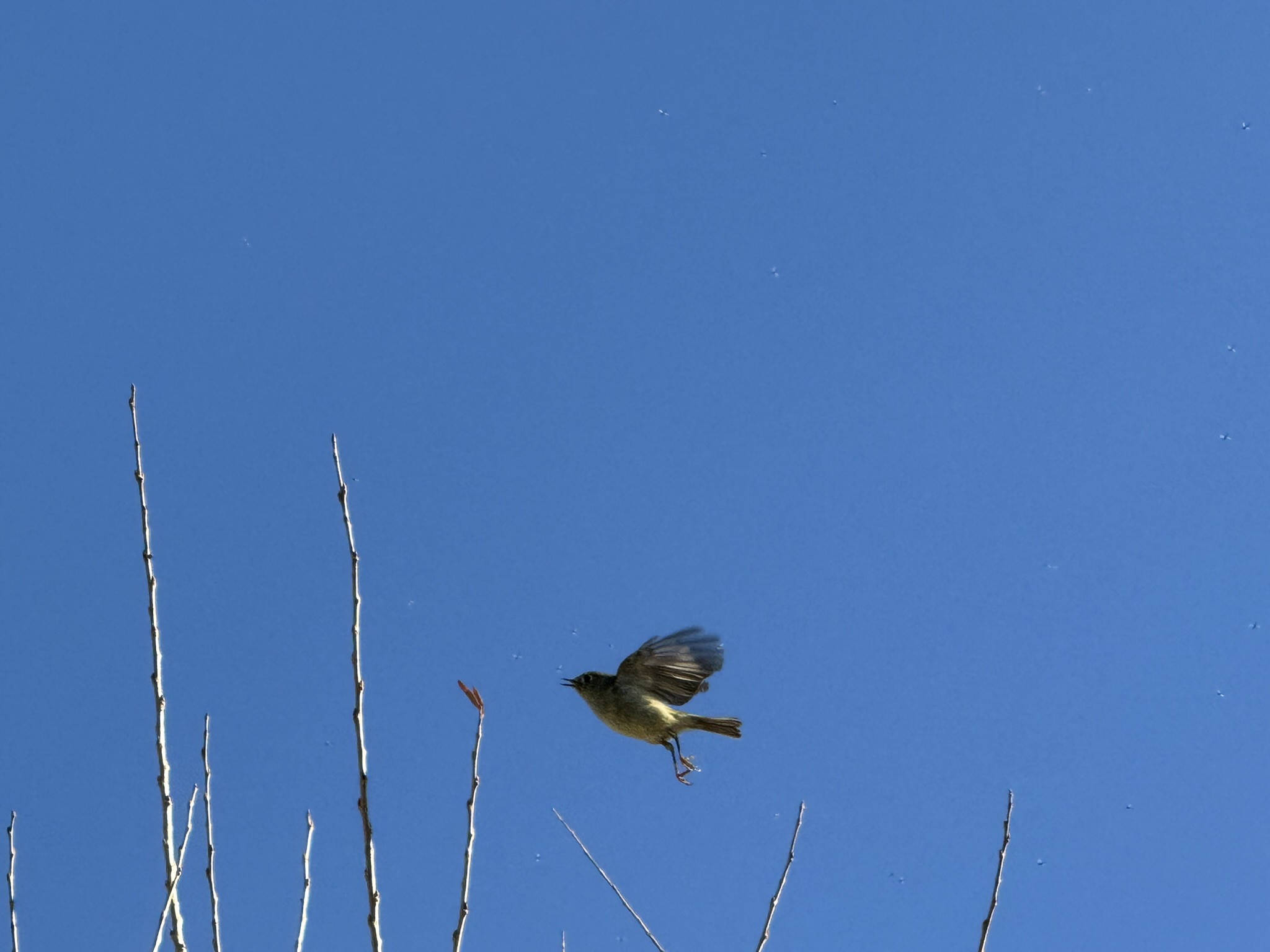 Ruby-Crowned Kinglet