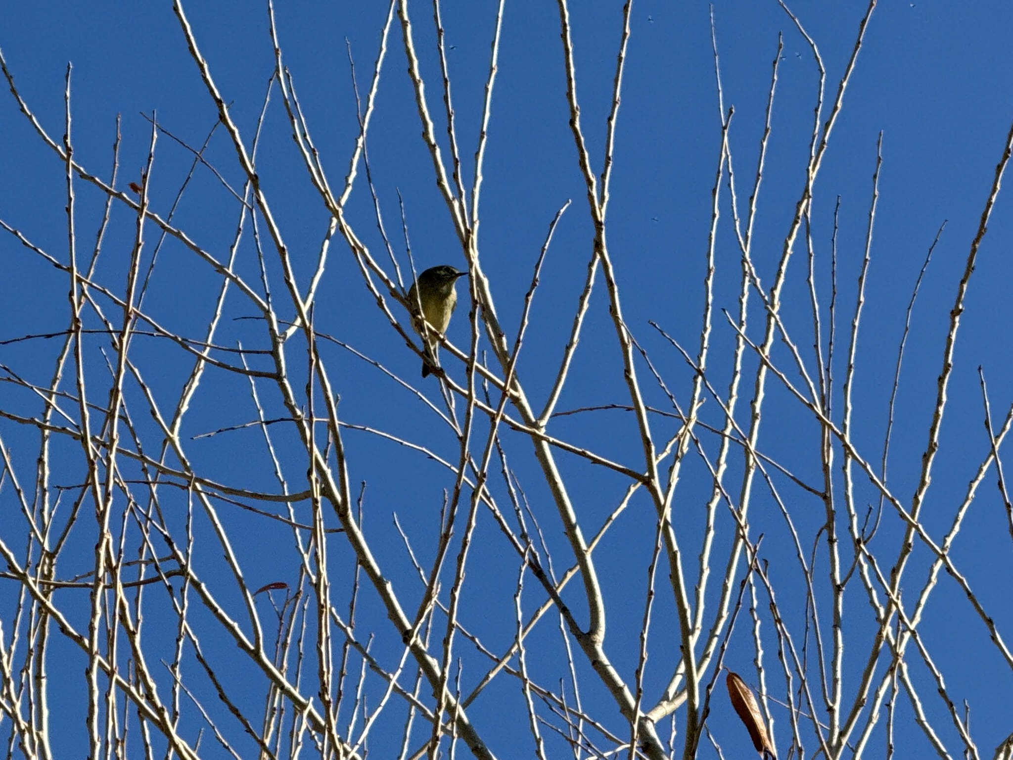 Ruby-Crowned Kinglet