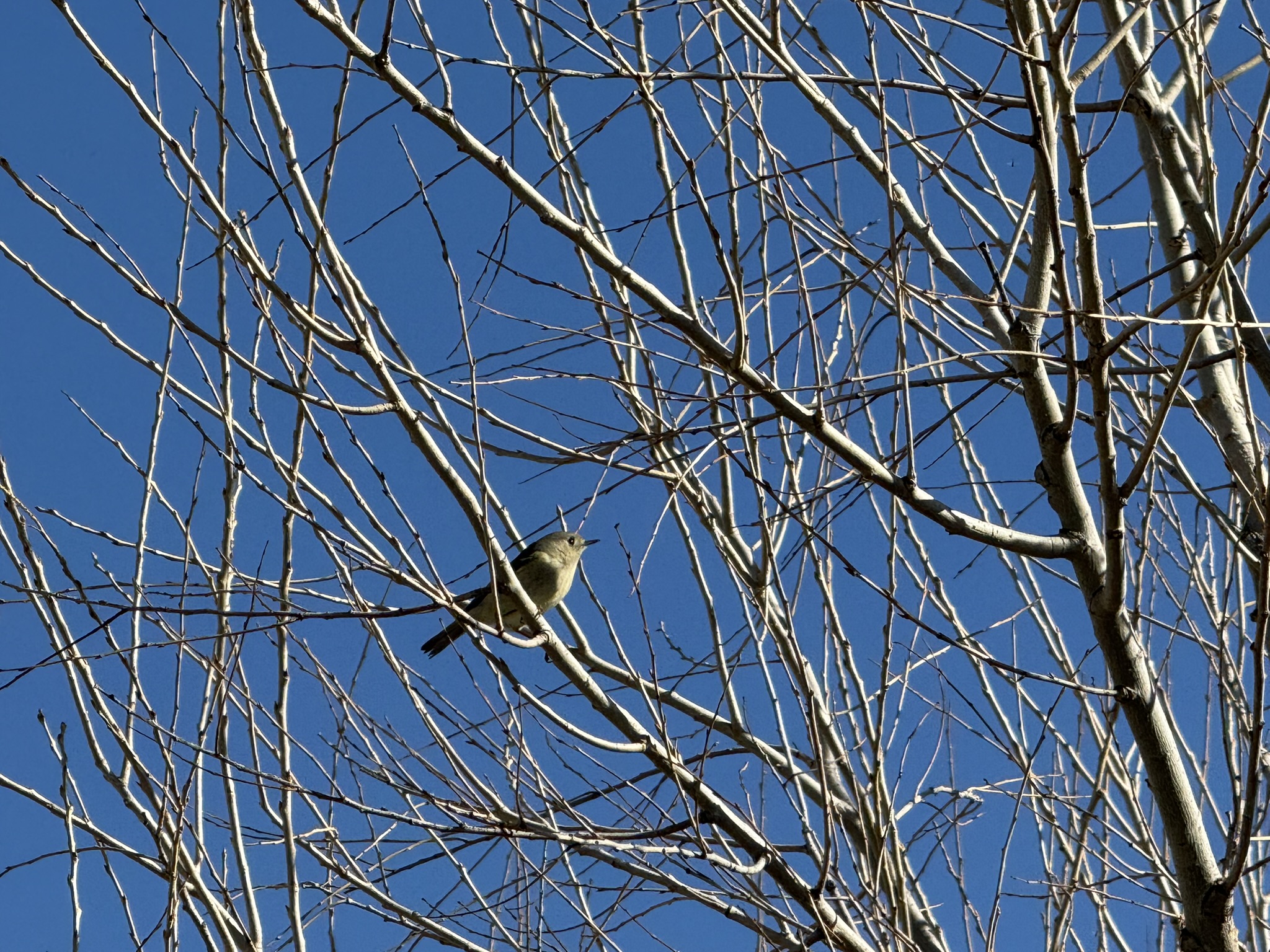 Ruby-Crowned Kinglet