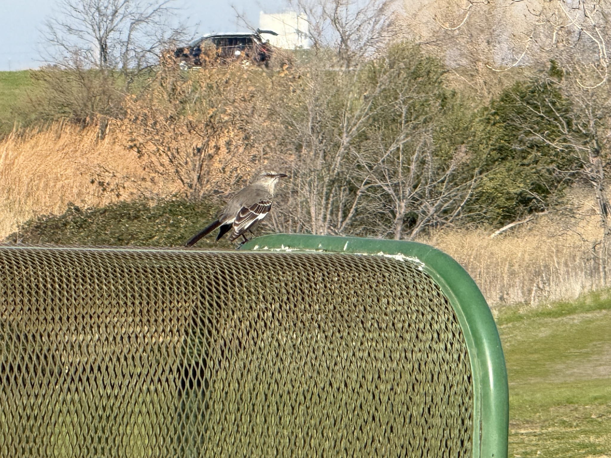 Northern Mockingbird