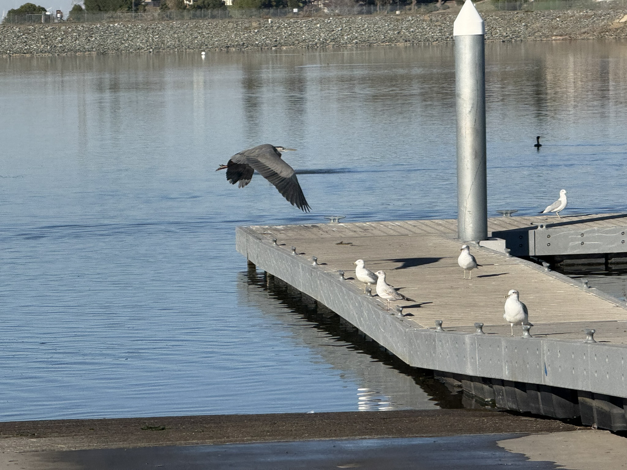 Great Blue Heron