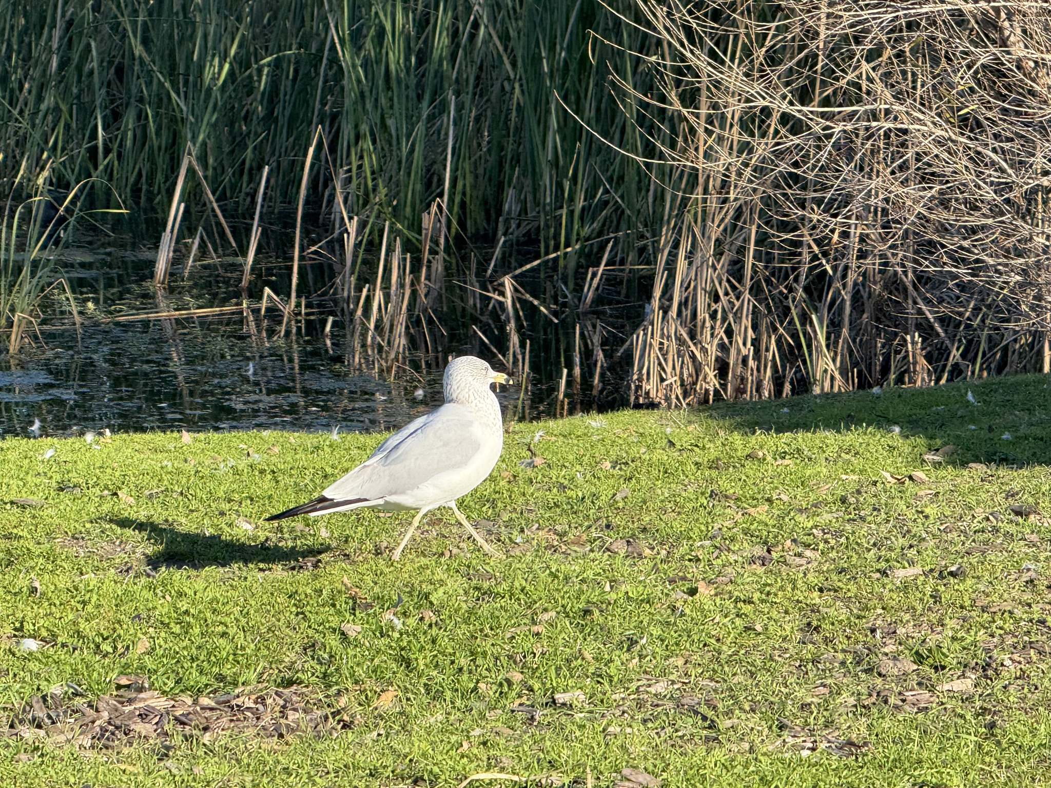 Ring-Billed Gull