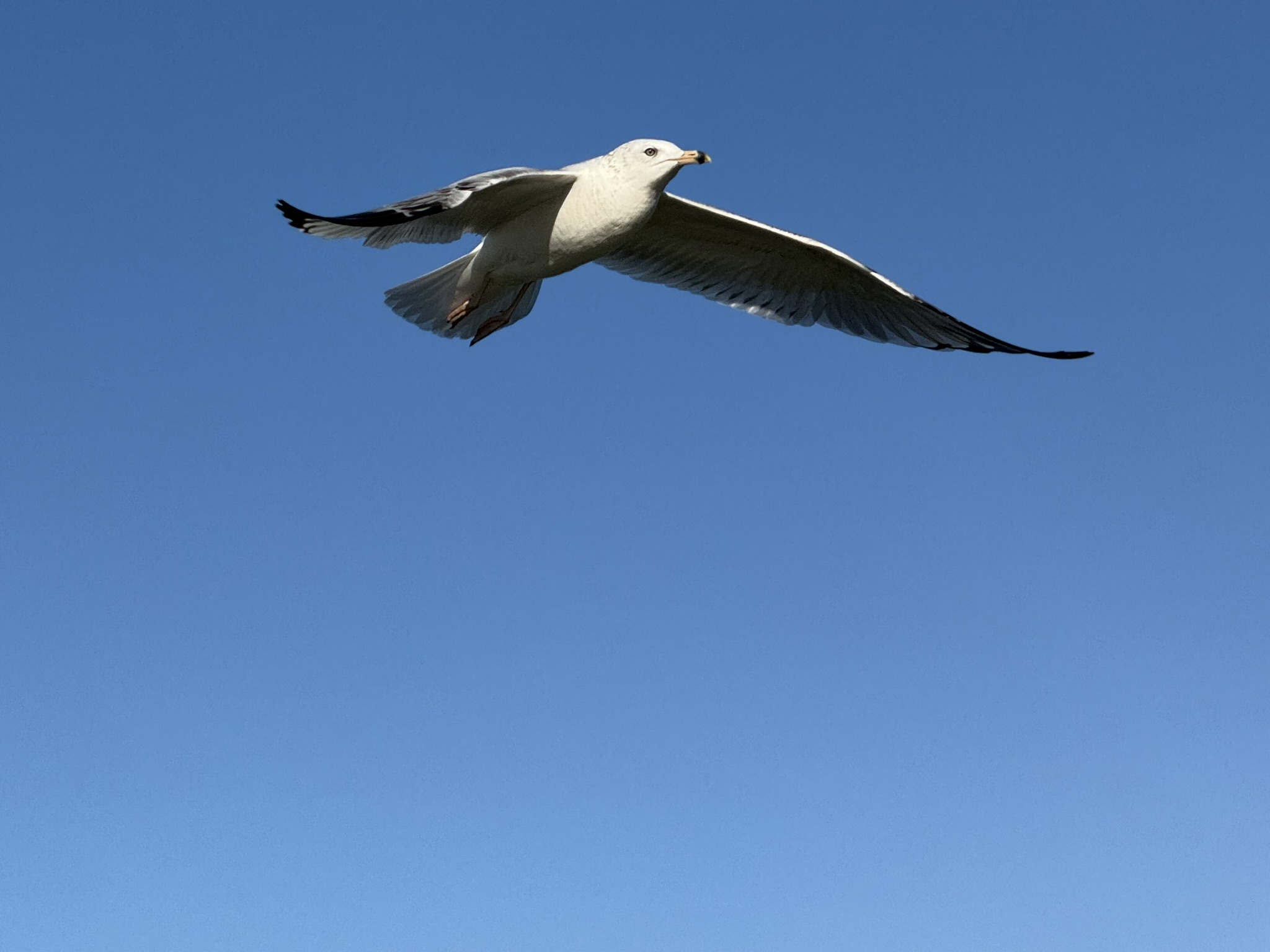 Ring-Billed Gull