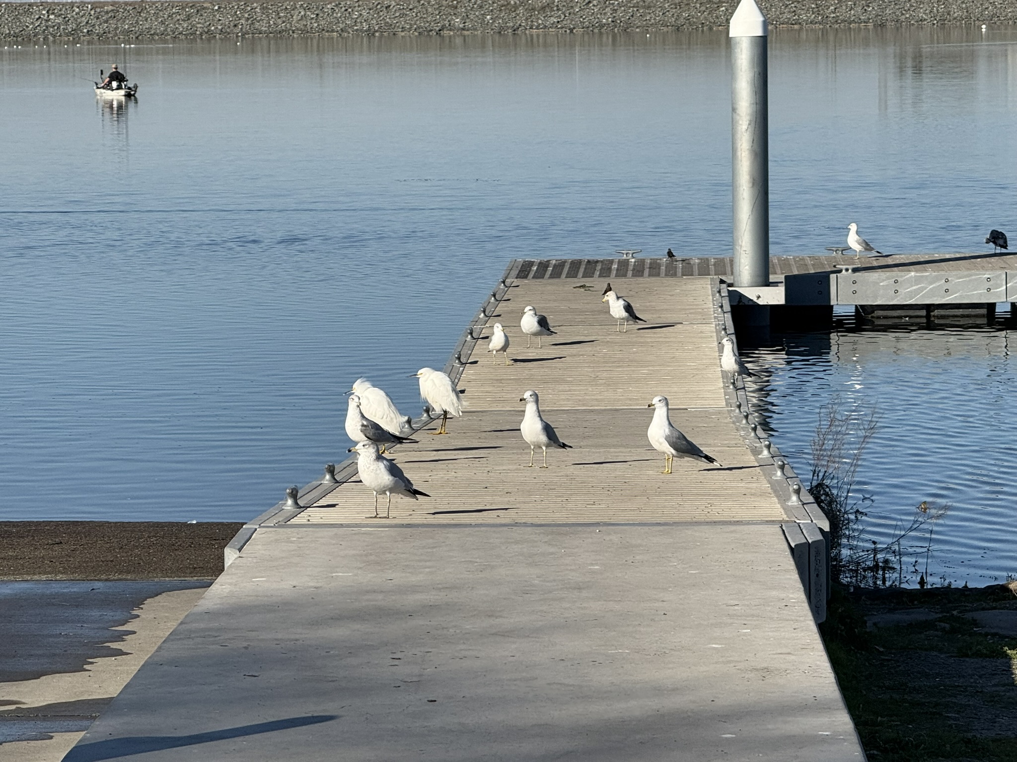 Ring-Billed Gull