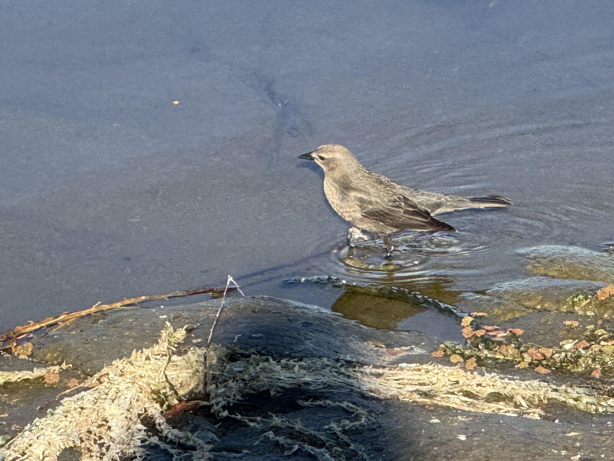 Brewer’s Blackbird