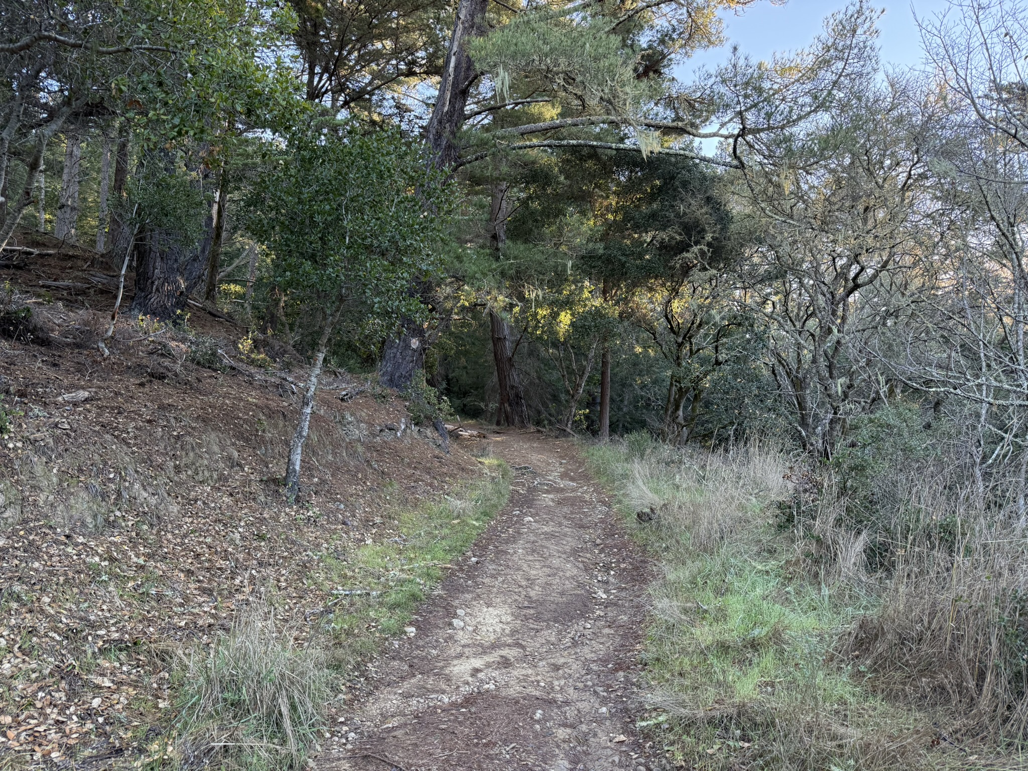 Dipsea Trail