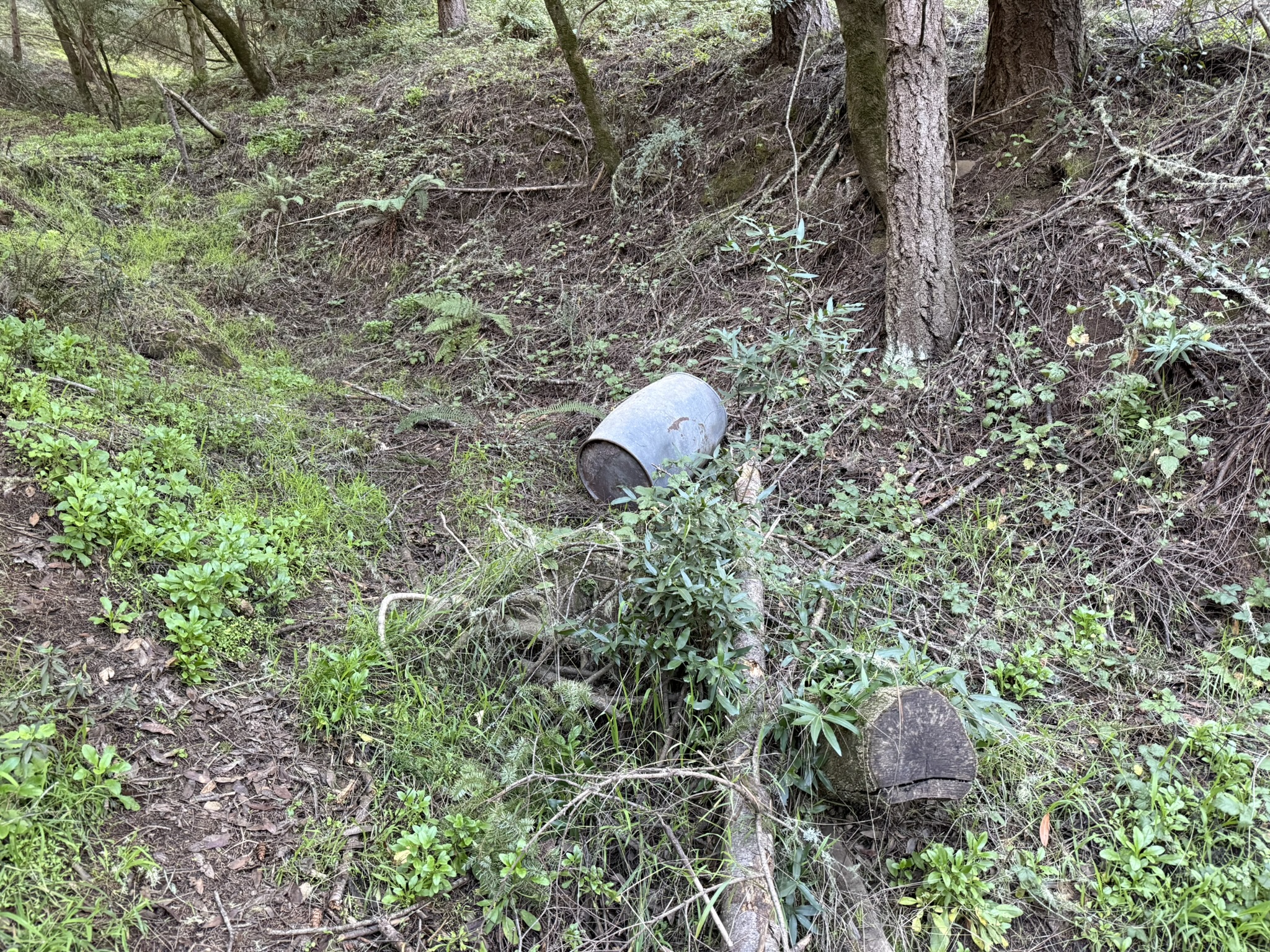 Dipsea Trail