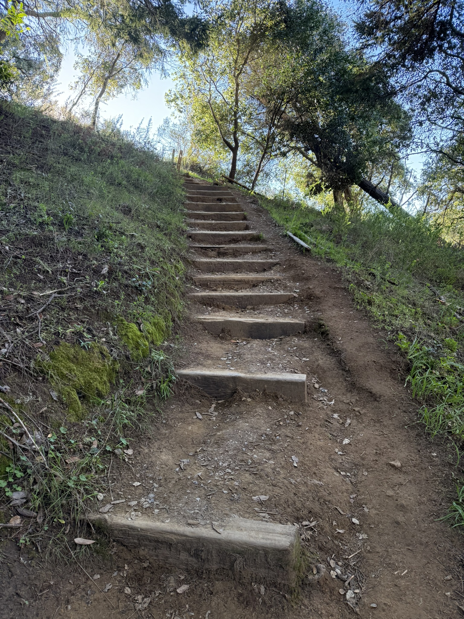 Dipsea Trail