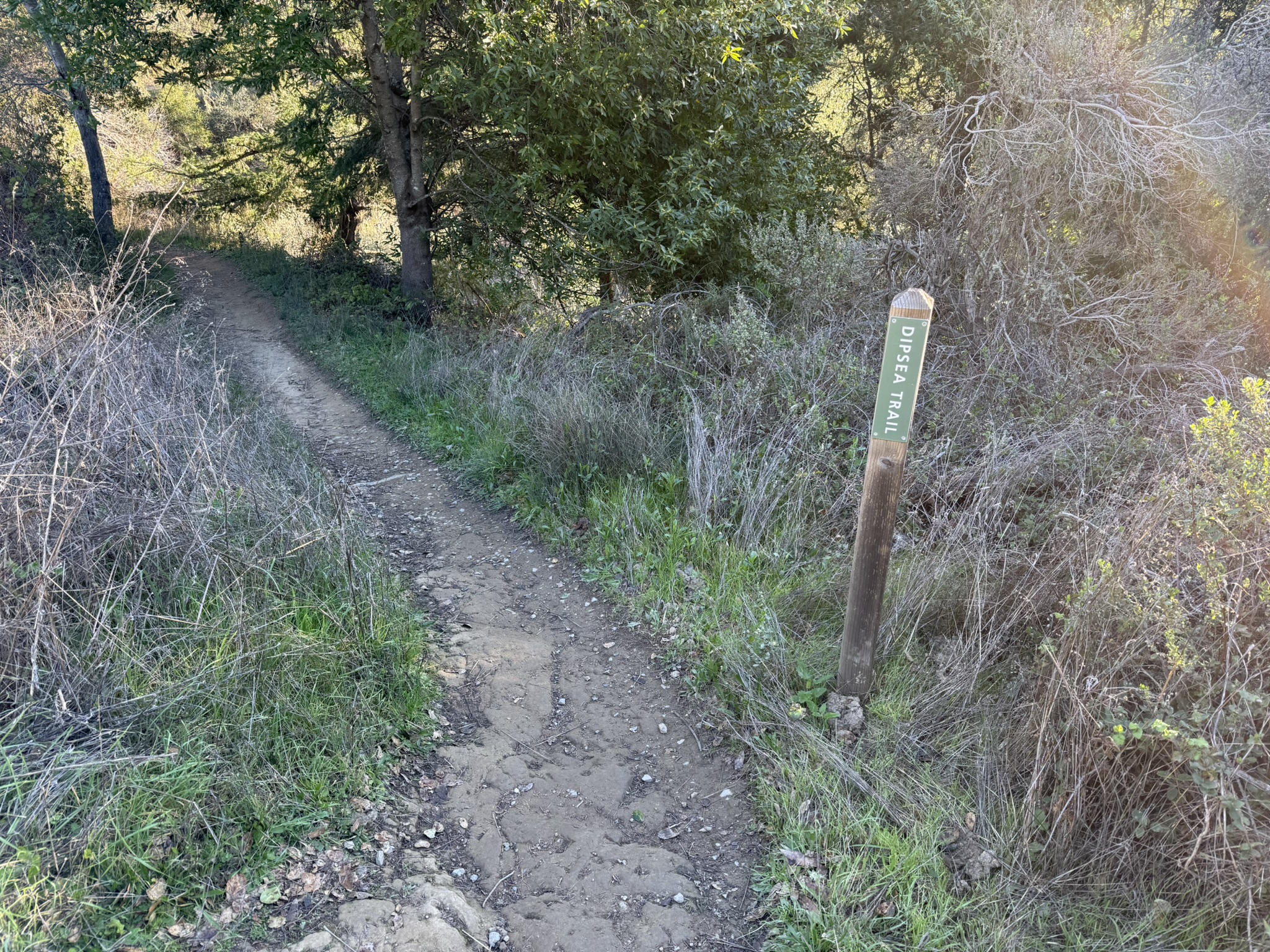 Dipsea Trail