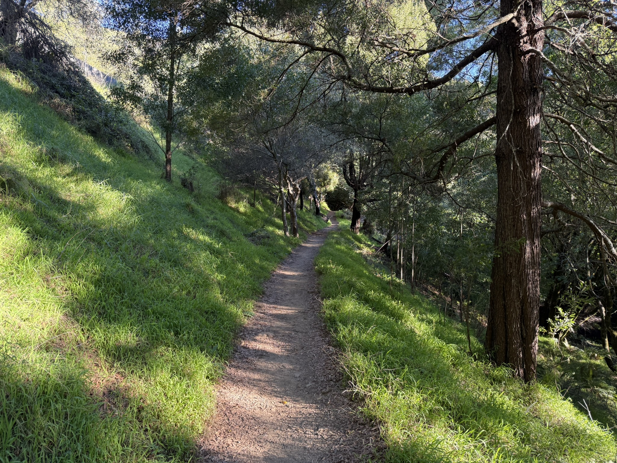 Dipsea Trail