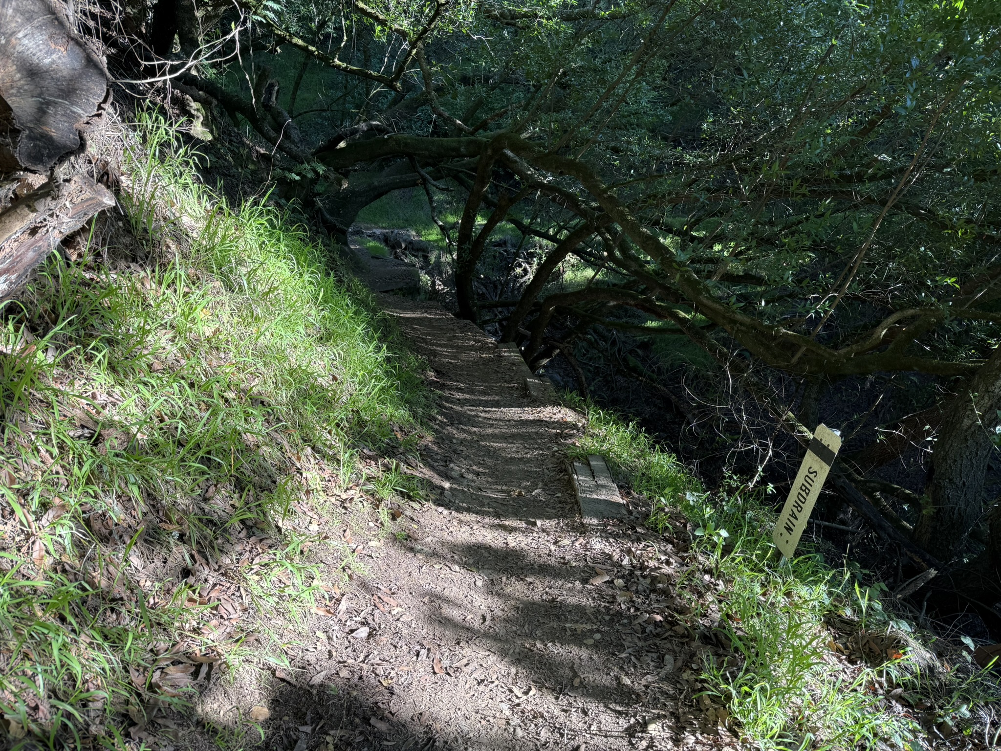 Dipsea Trail