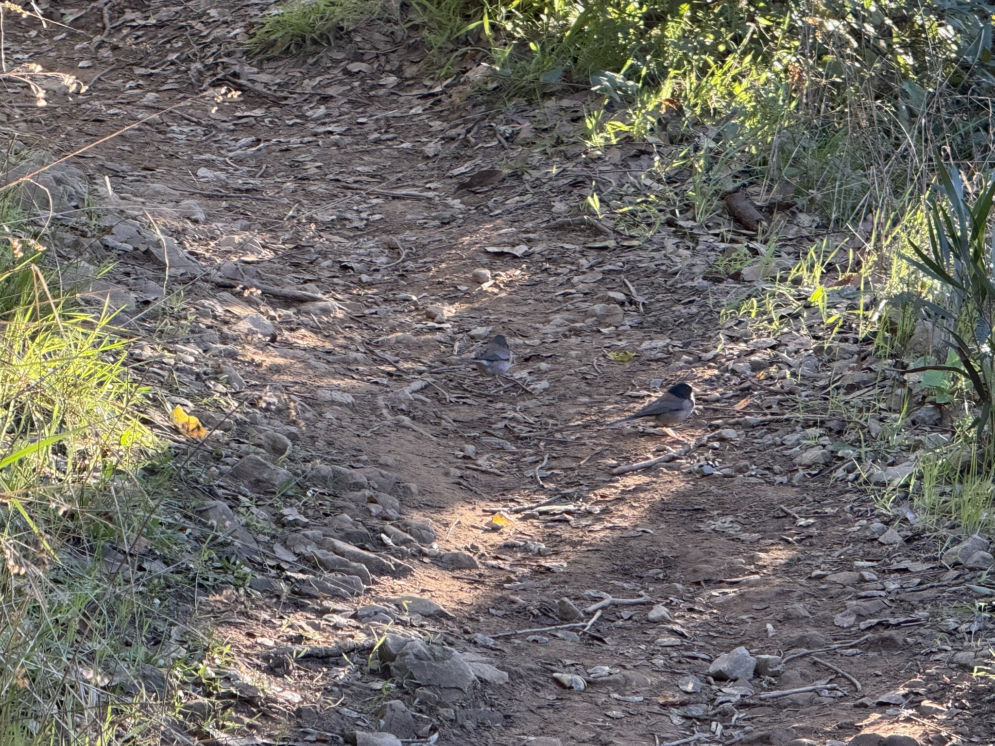 Dipsea Trail