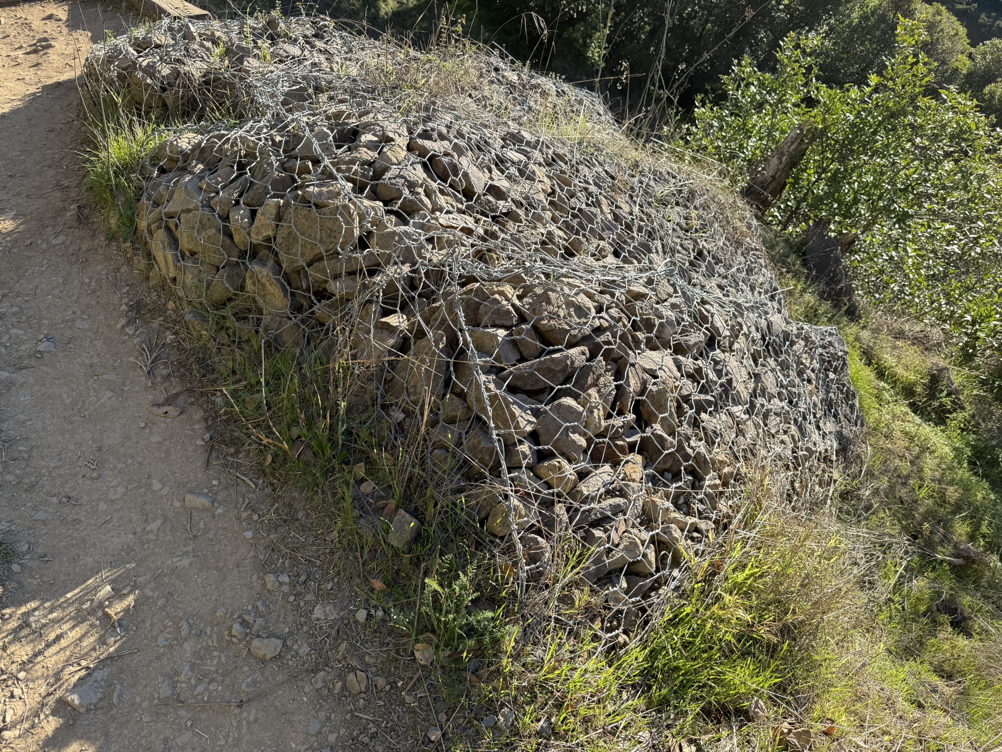 Dipsea Trail