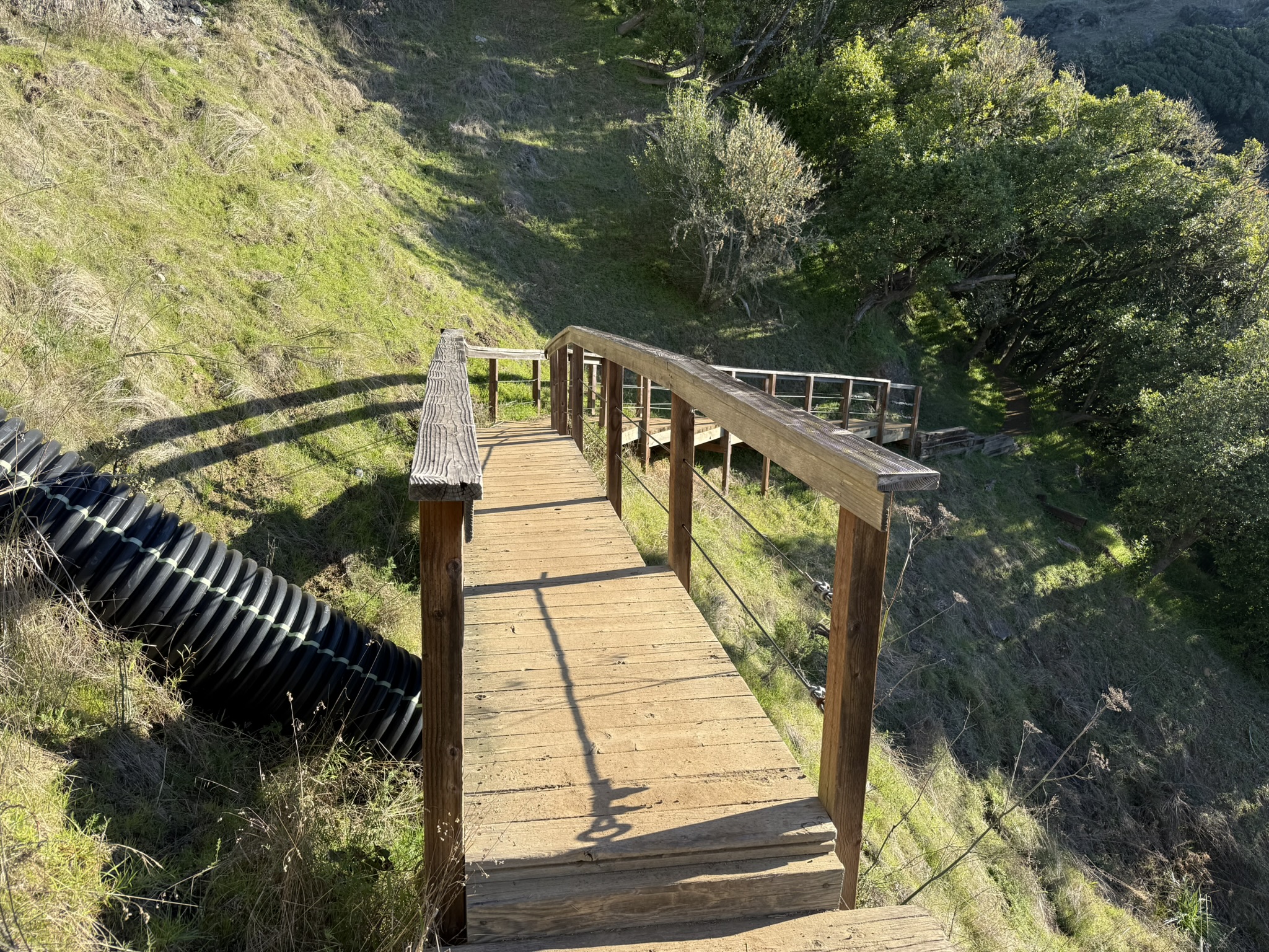 Dipsea Trail