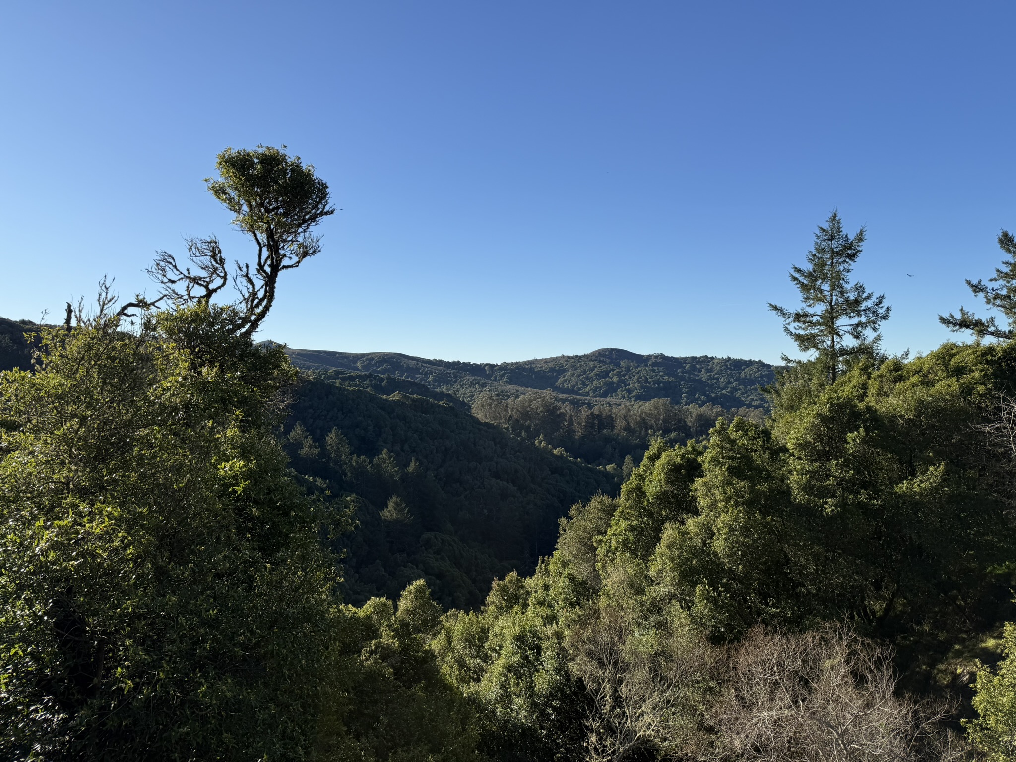 Dipsea Trail