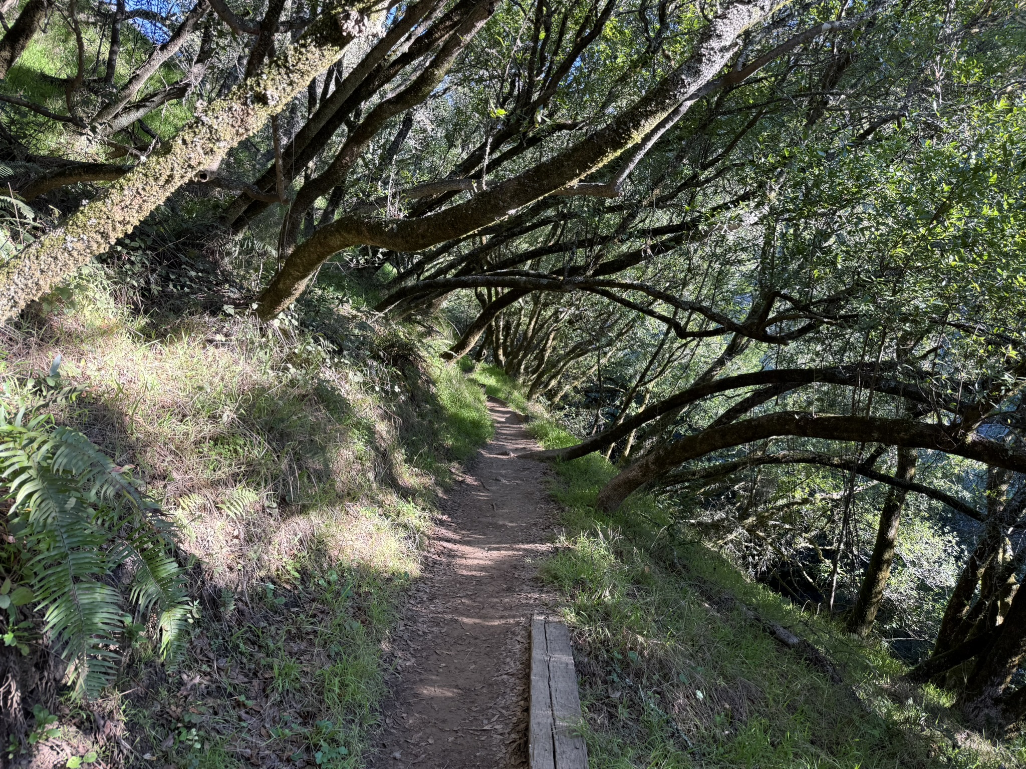 Dipsea Trail