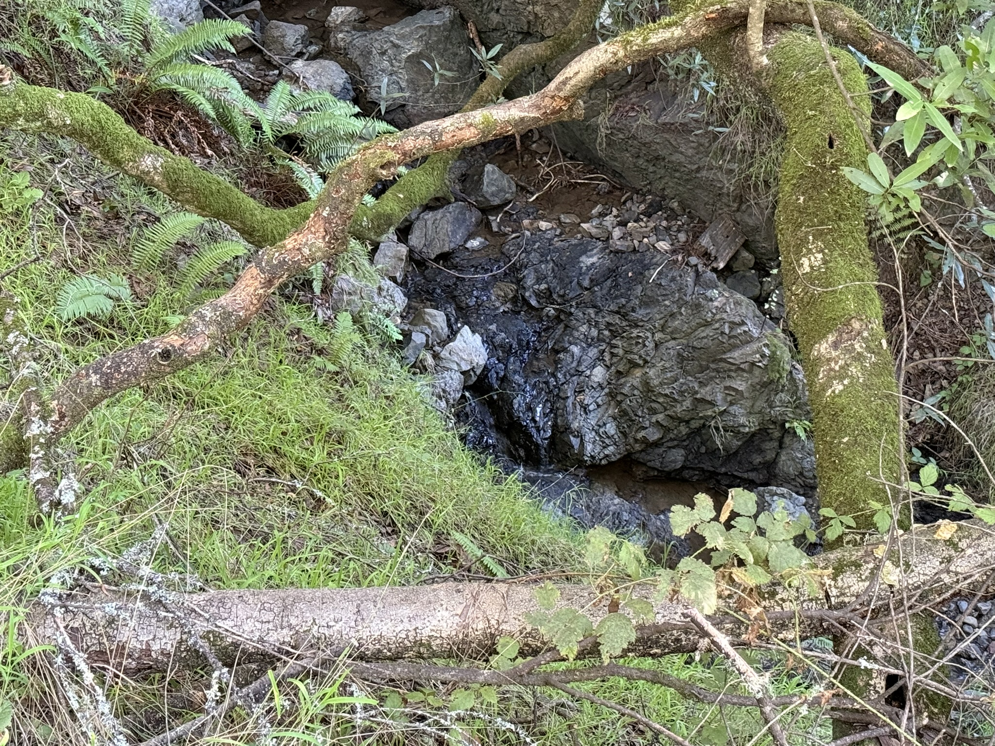 Dipsea Trail