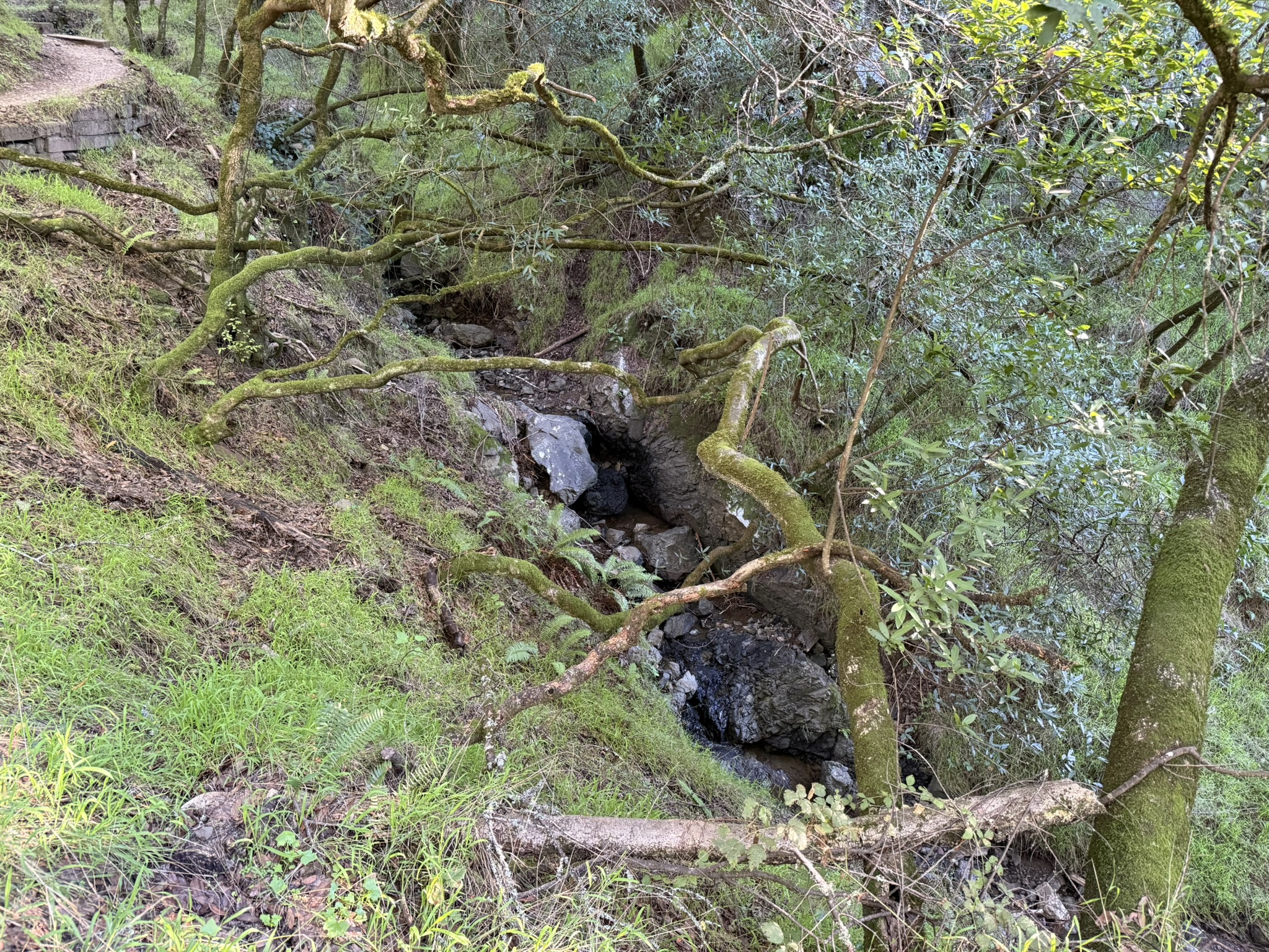 Dipsea Trail