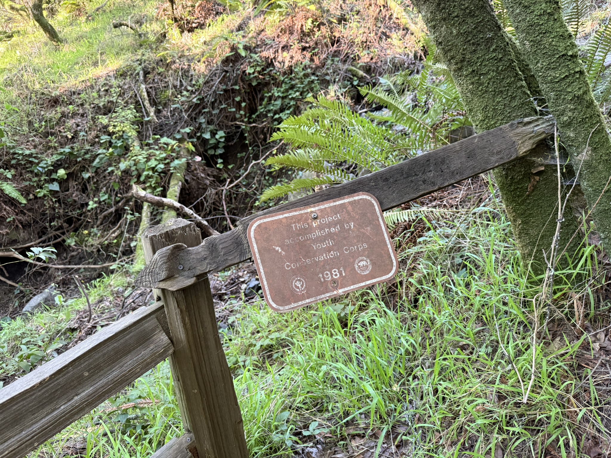 Dipsea Trail